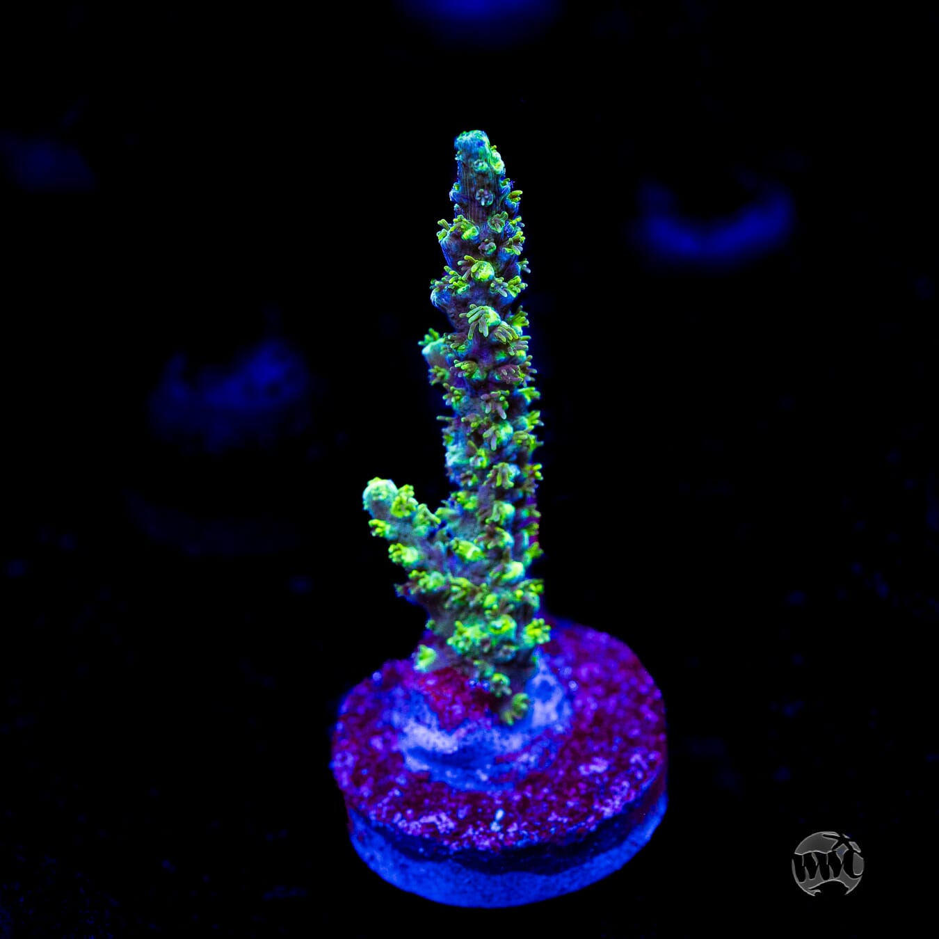 ORA Purple Plasma Acropora