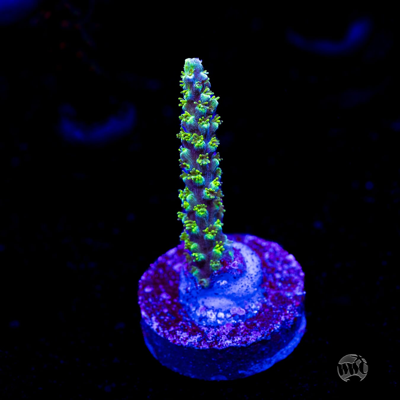 ORA Purple Plasma Acropora