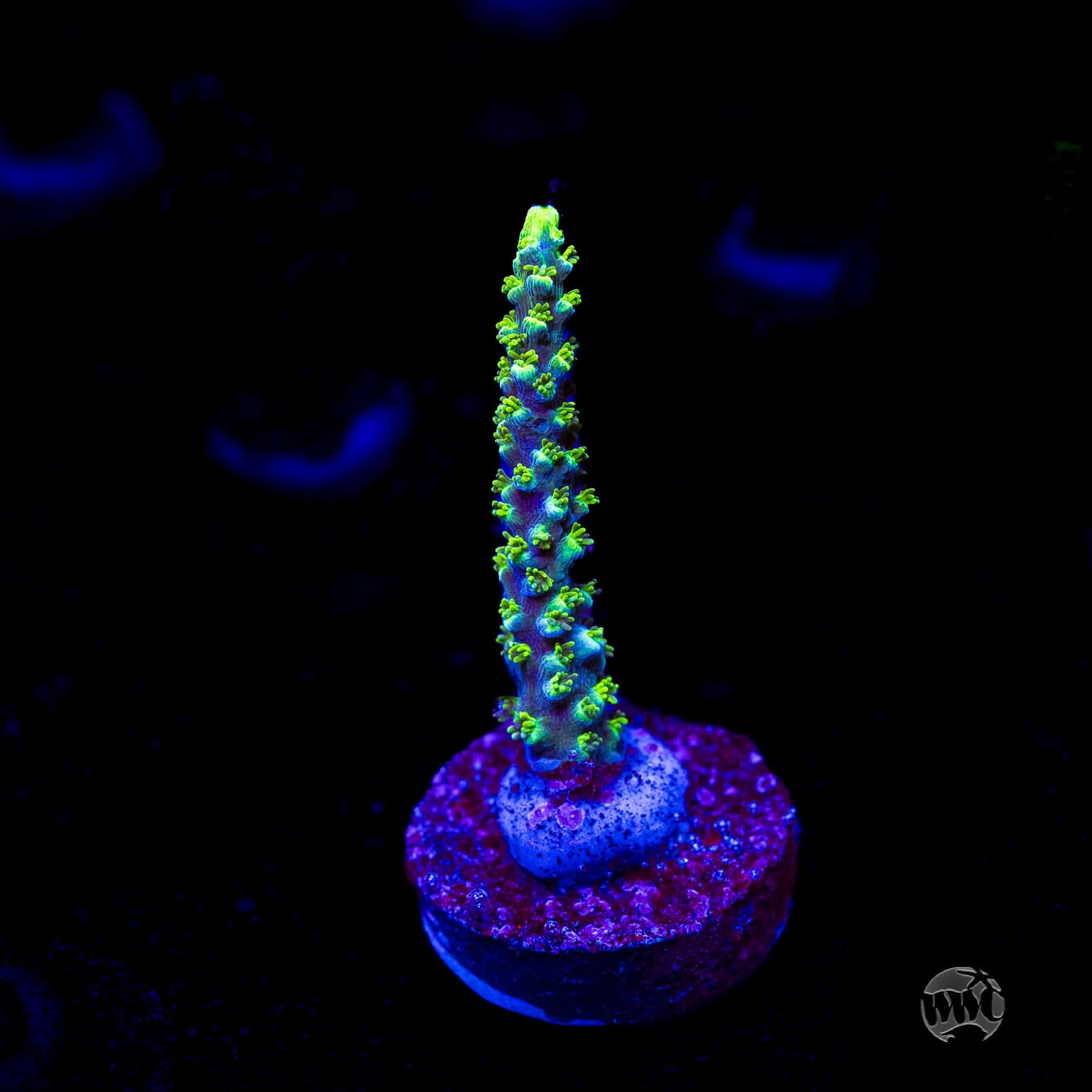 ORA Purple Plasma Acropora