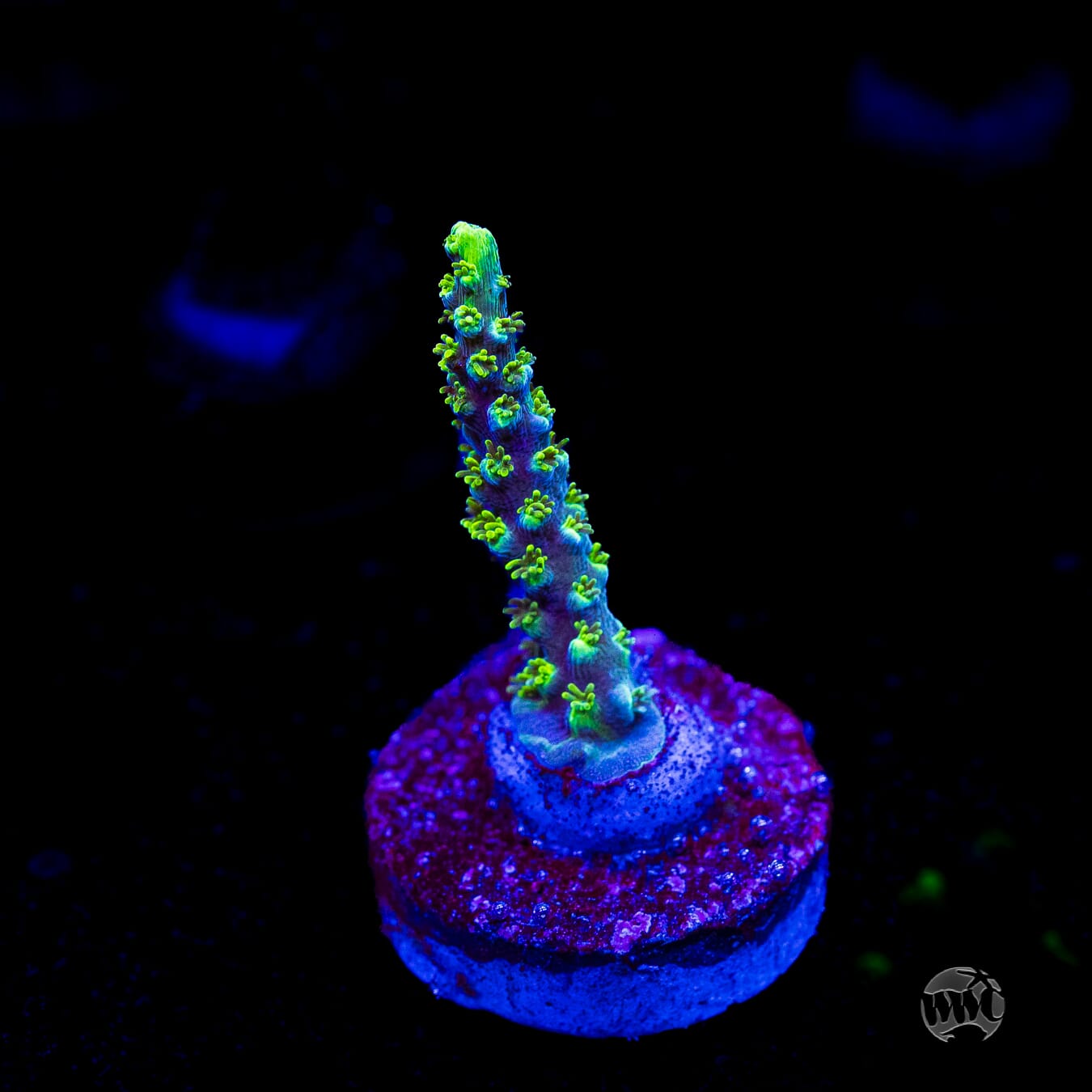 ORA Purple Plasma Acropora