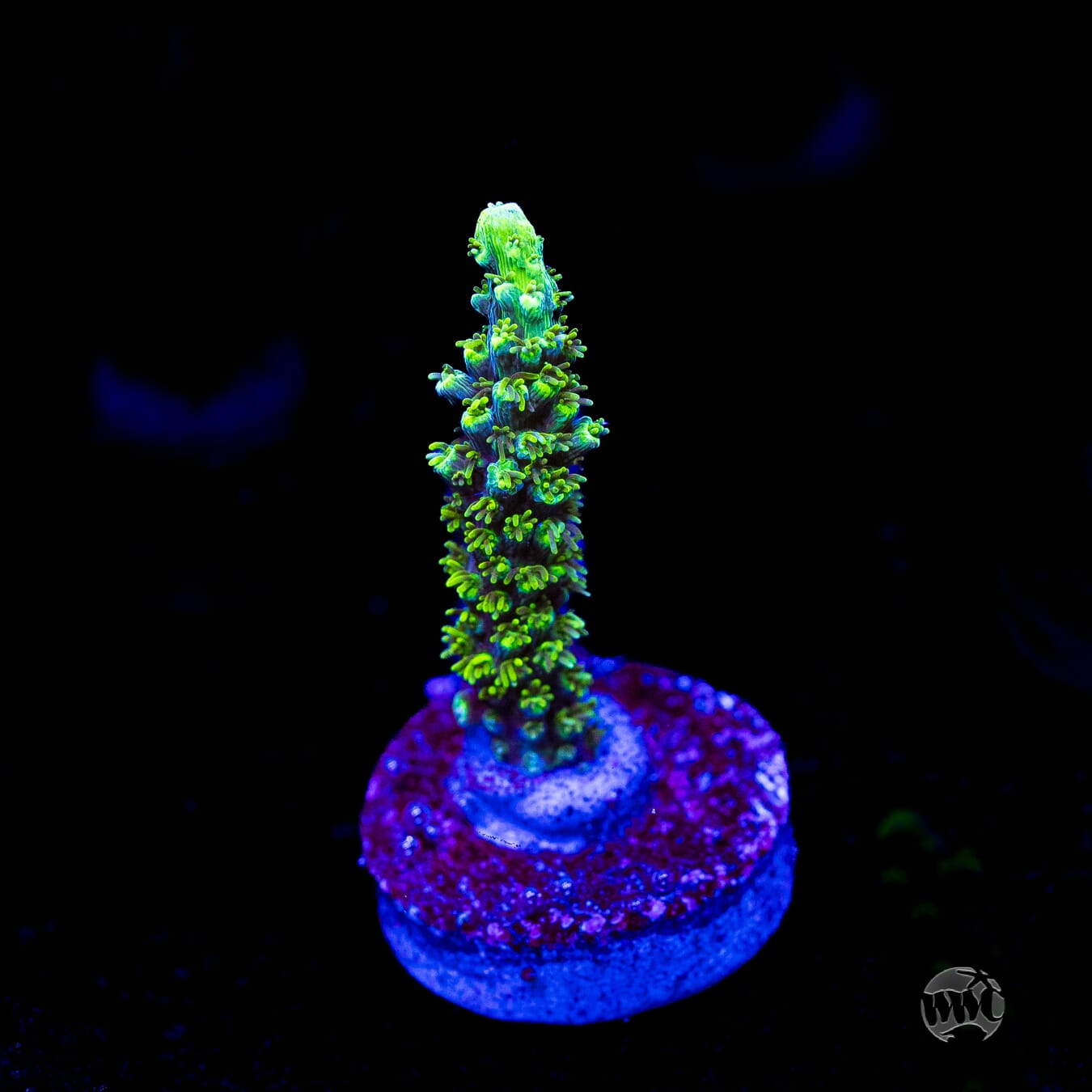 ORA Purple Plasma Acropora