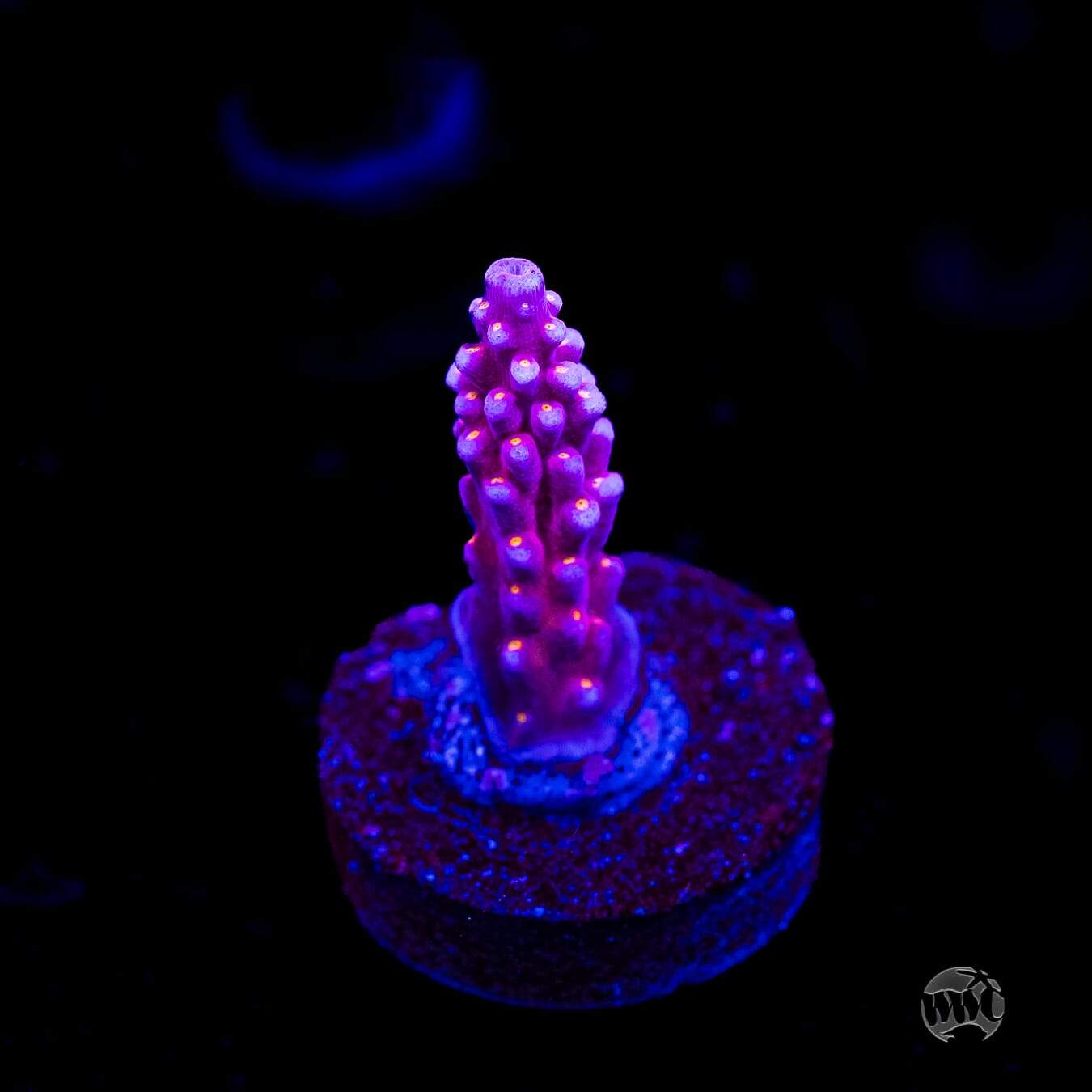 WWC All Star Acropora