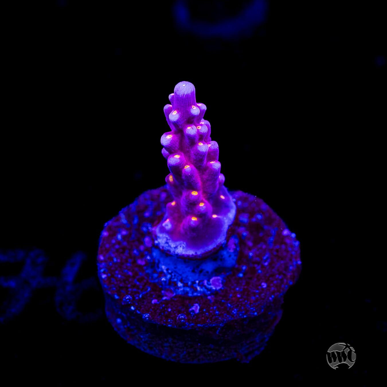 WWC All Star Acropora