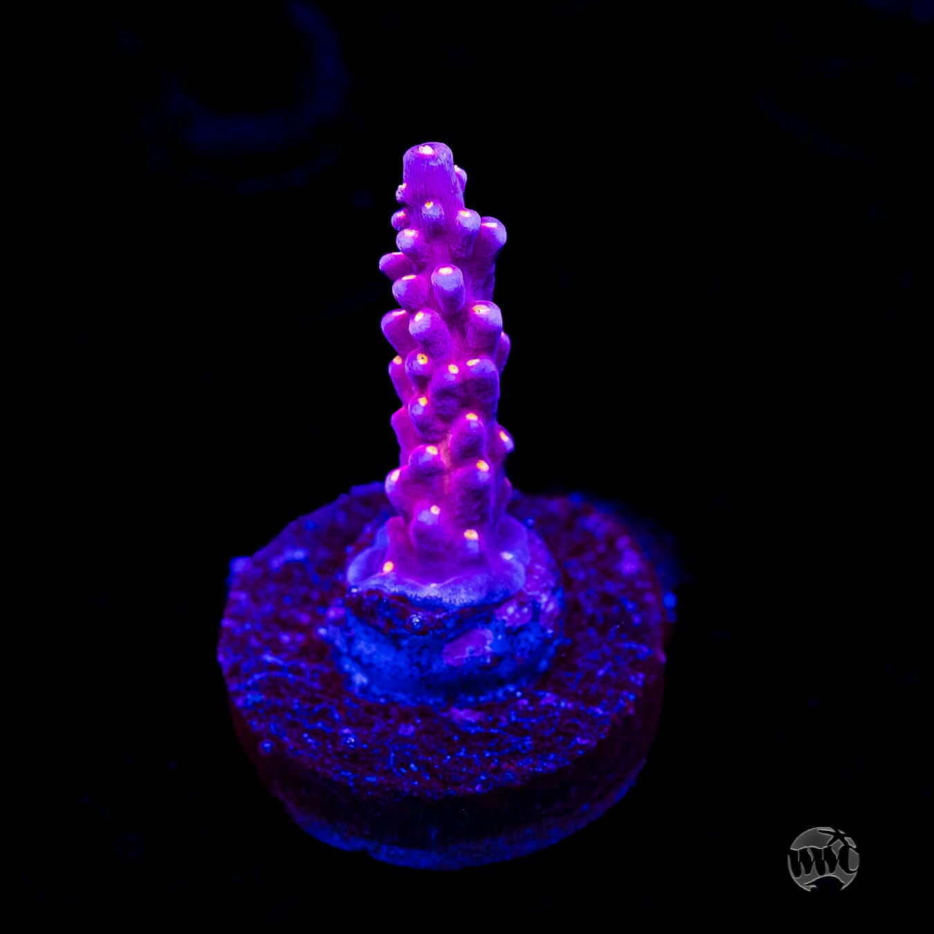 WWC All Star Acropora