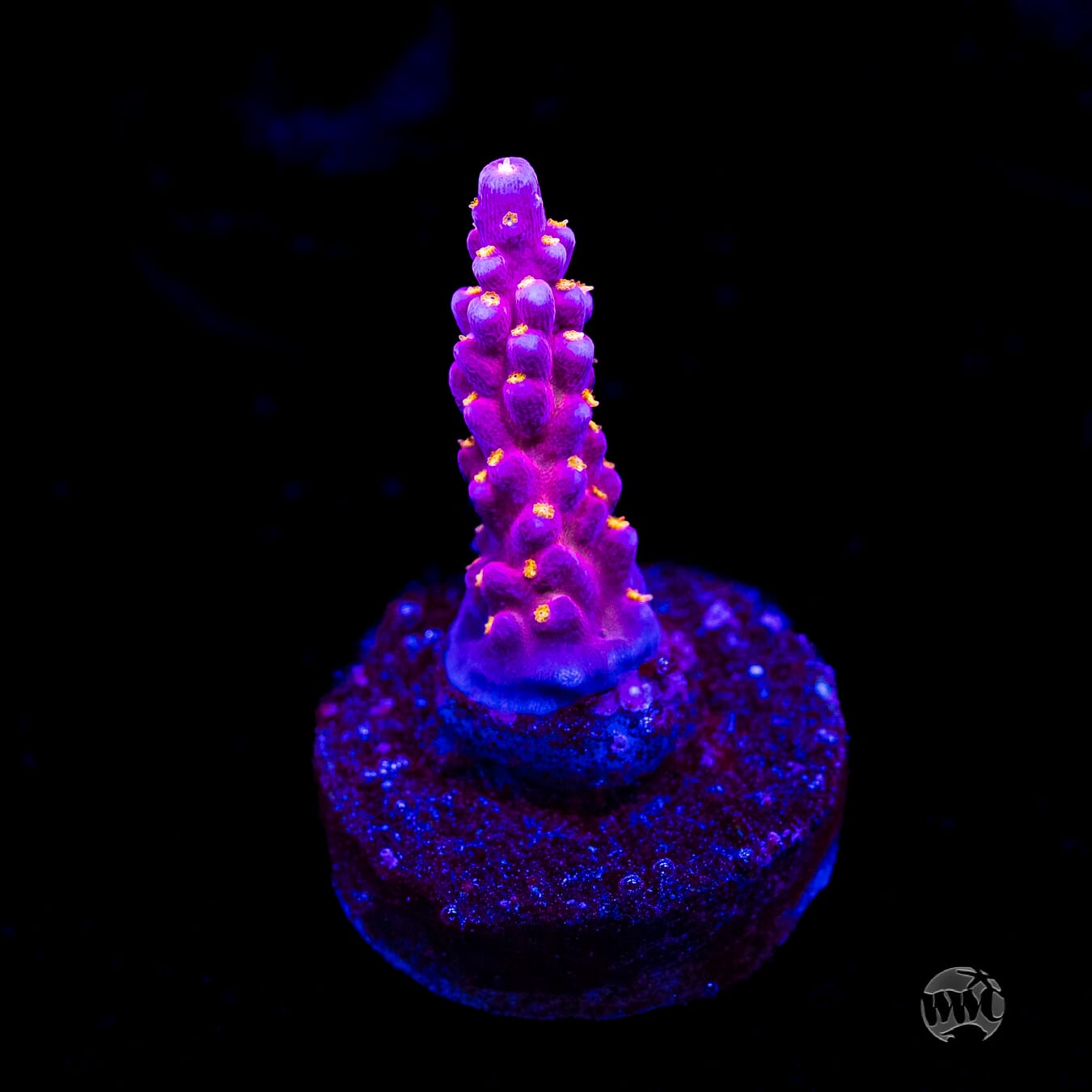 WWC All Star Acropora