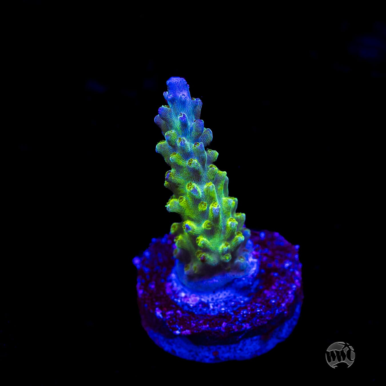 WWC Cowabunga Acropora