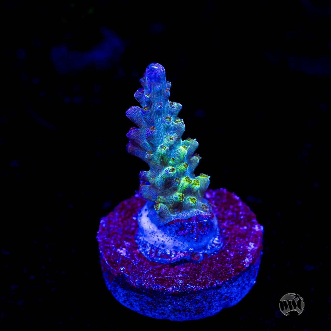 WWC Cowabunga Acropora