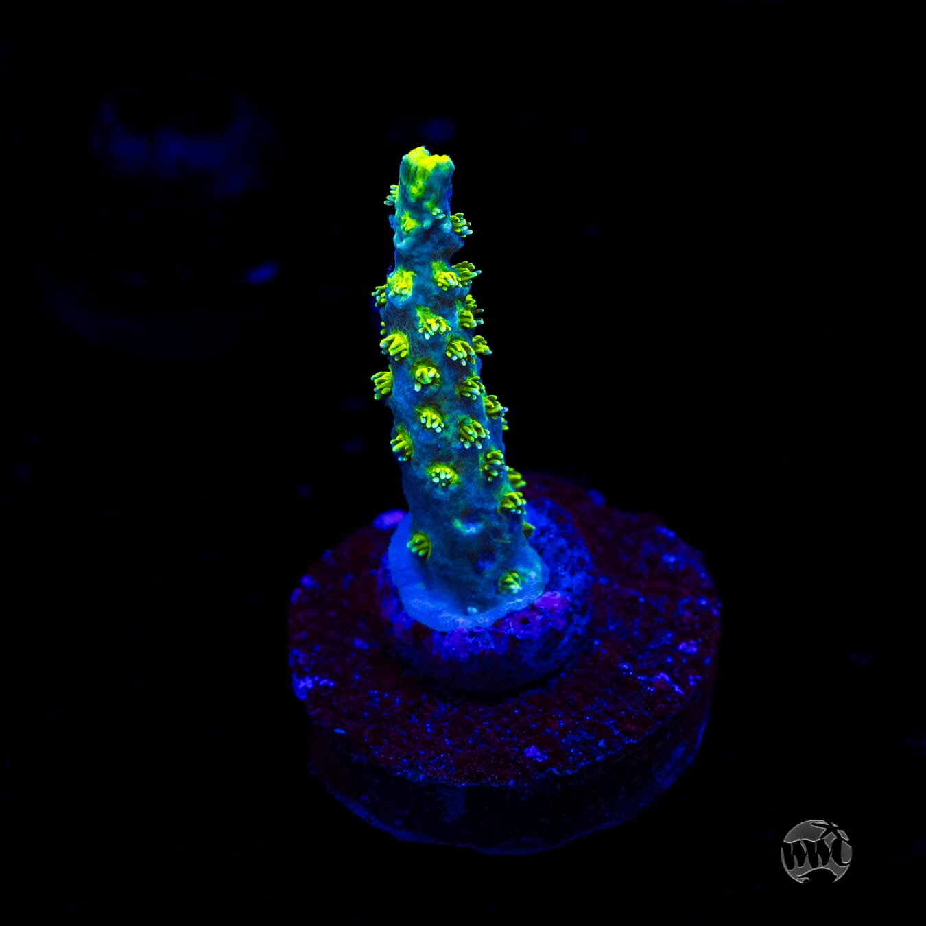 WWC Shark Attack Acropora