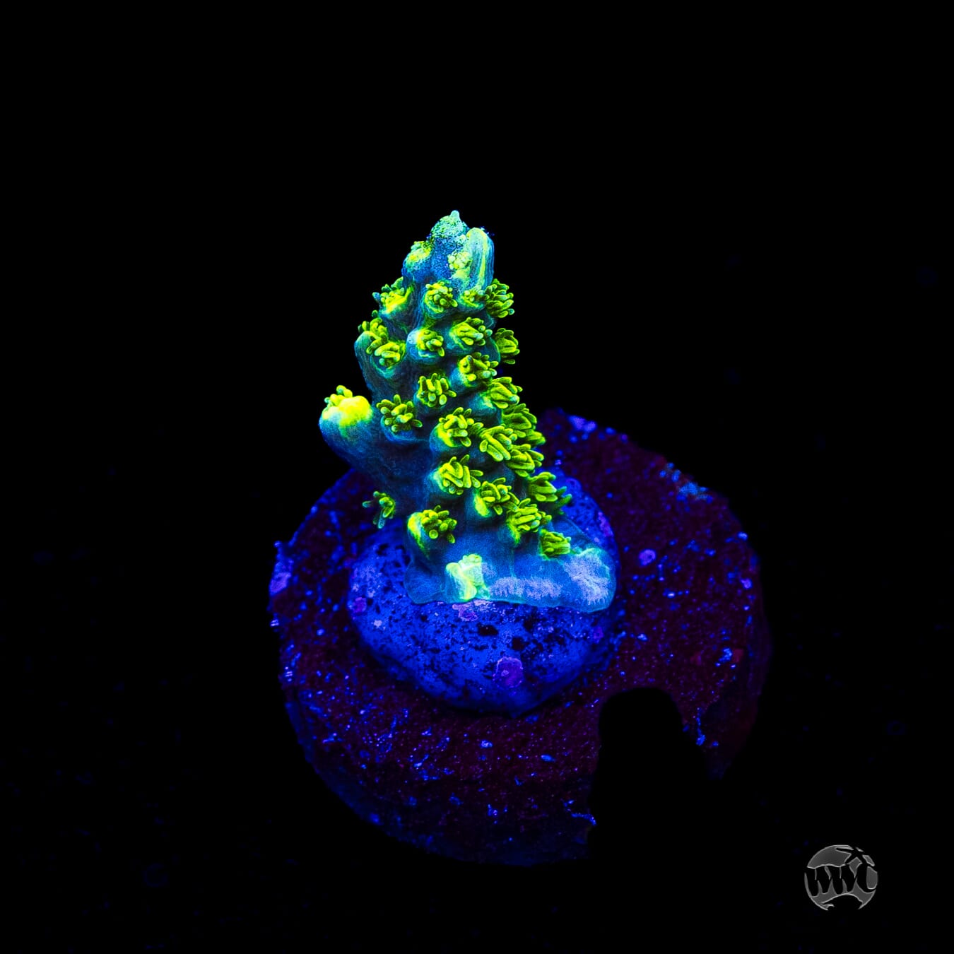 WWC Shark Attack Acropora