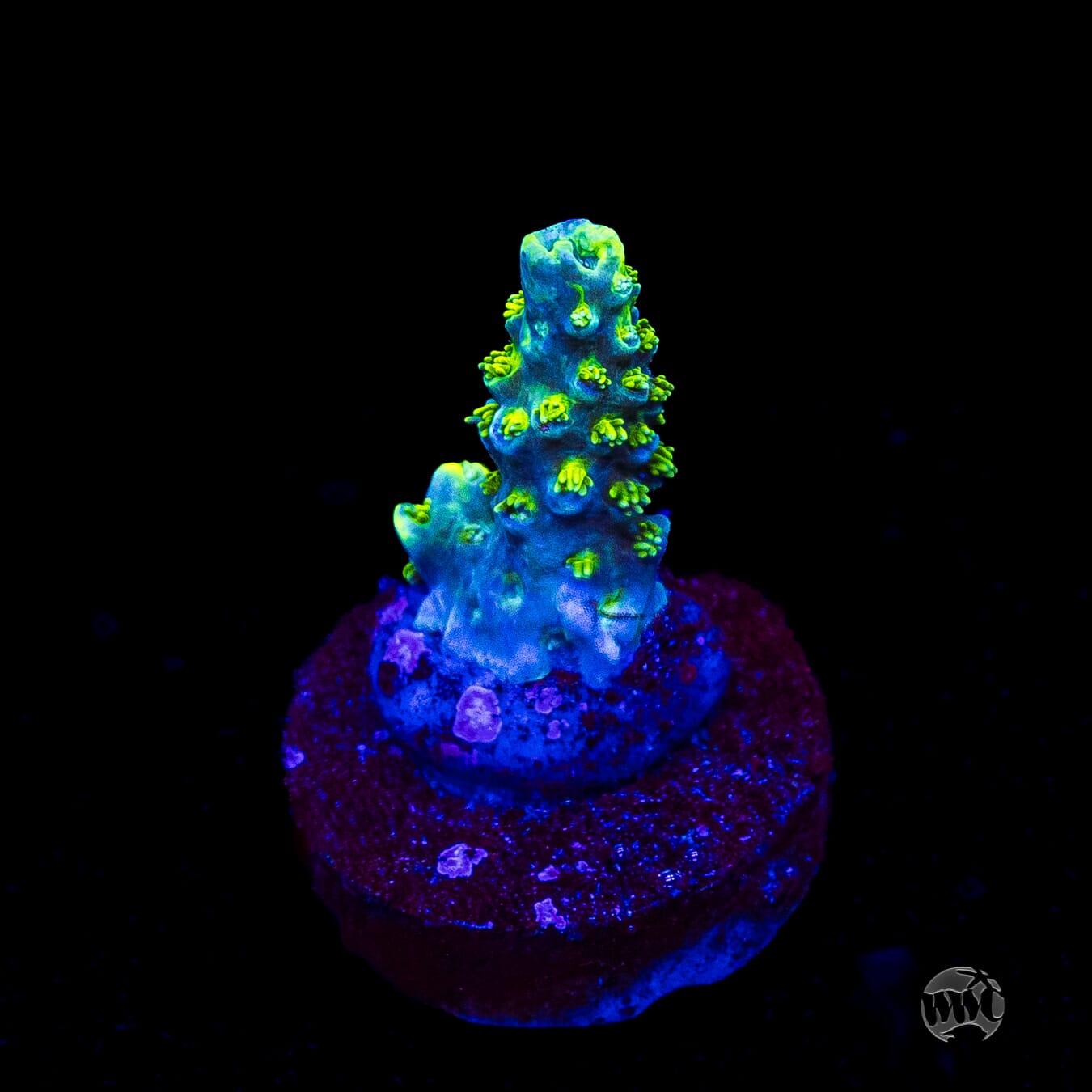 WWC Shark Attack Acropora