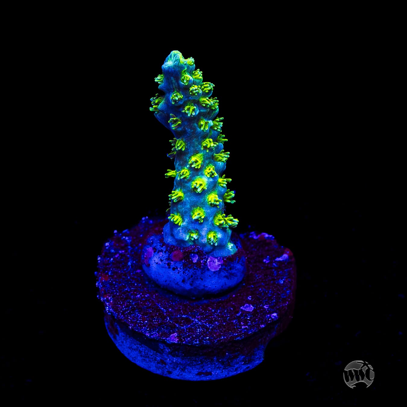 WWC Shark Attack Acropora