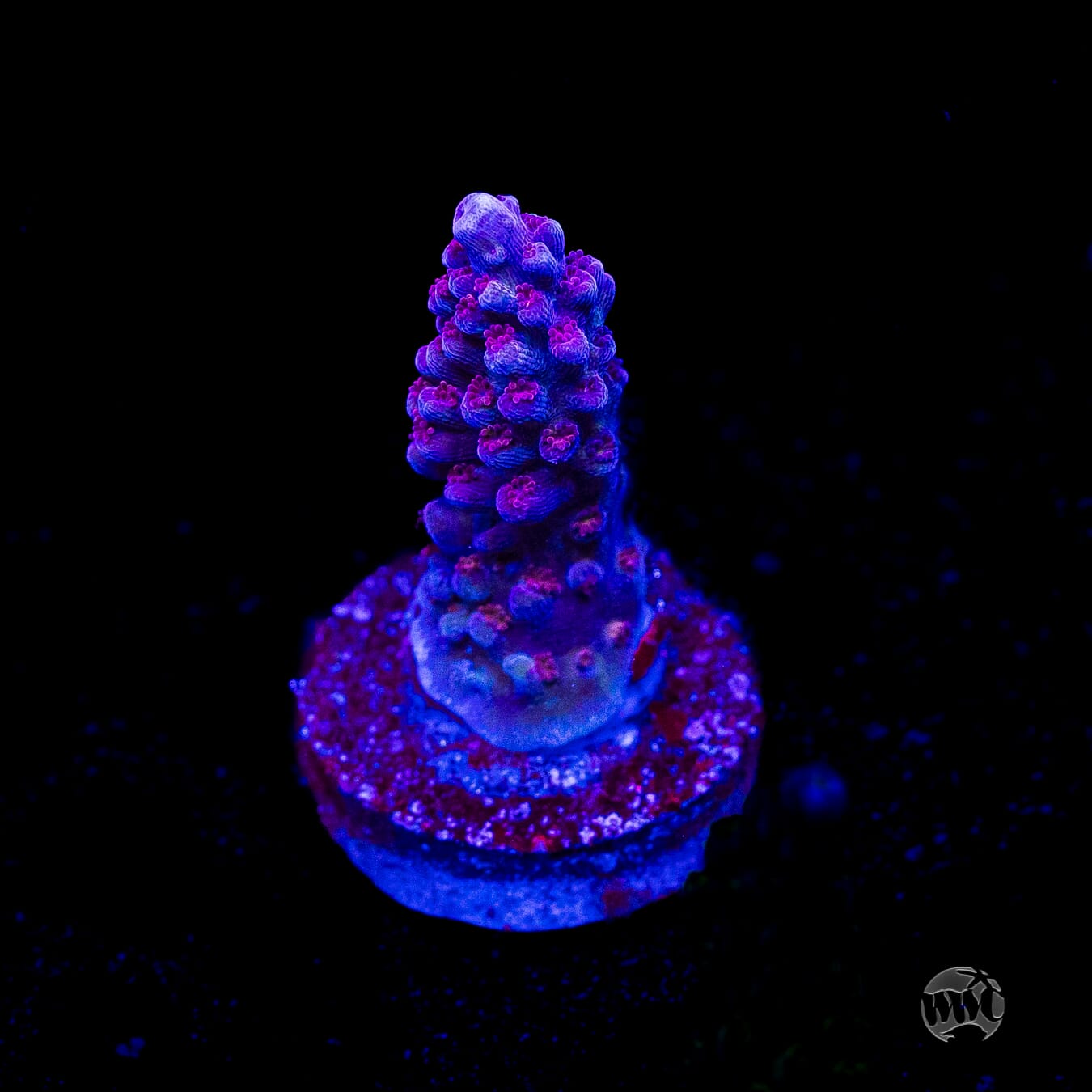 WWC Dreamweaver Acropora
