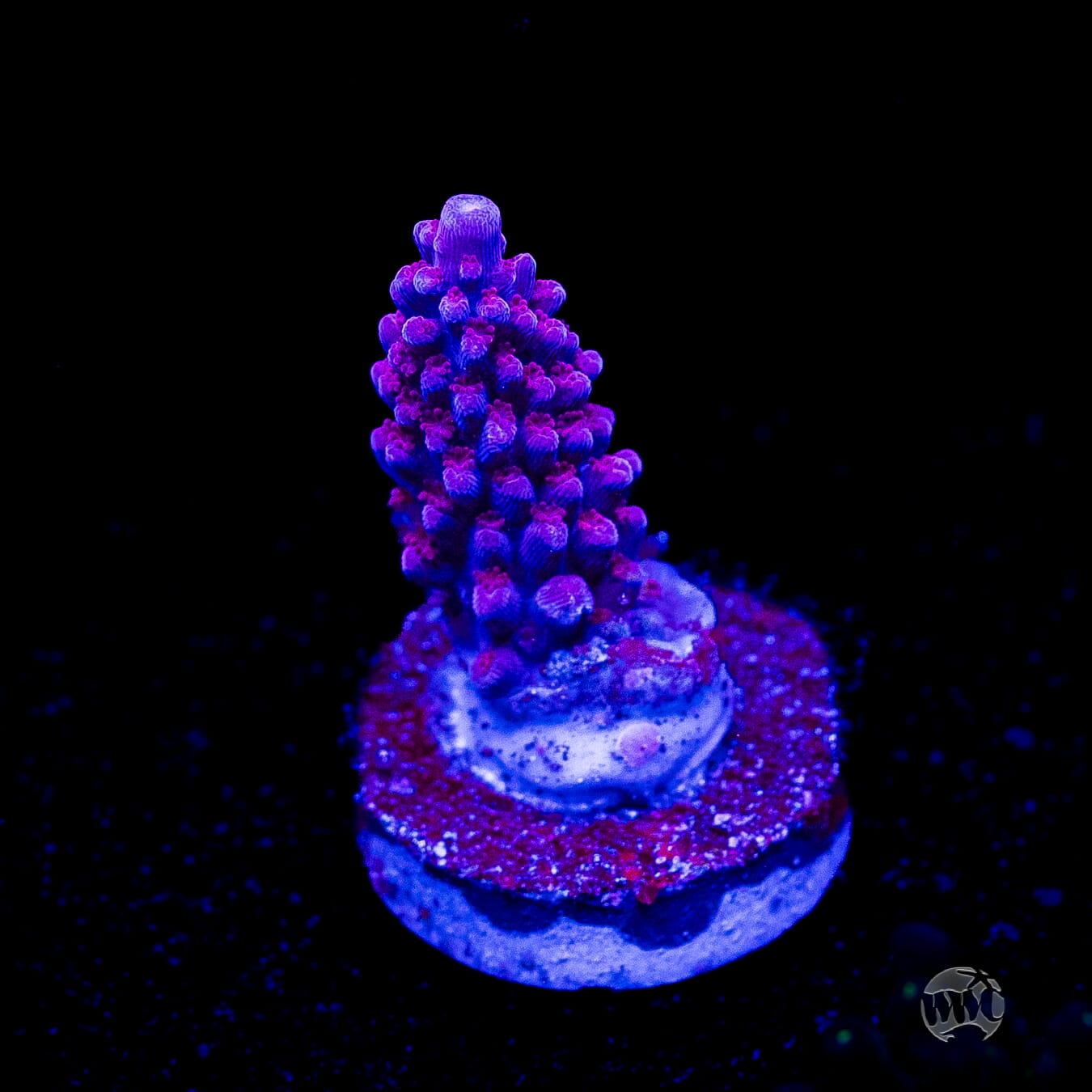 WWC Dreamweaver Acropora