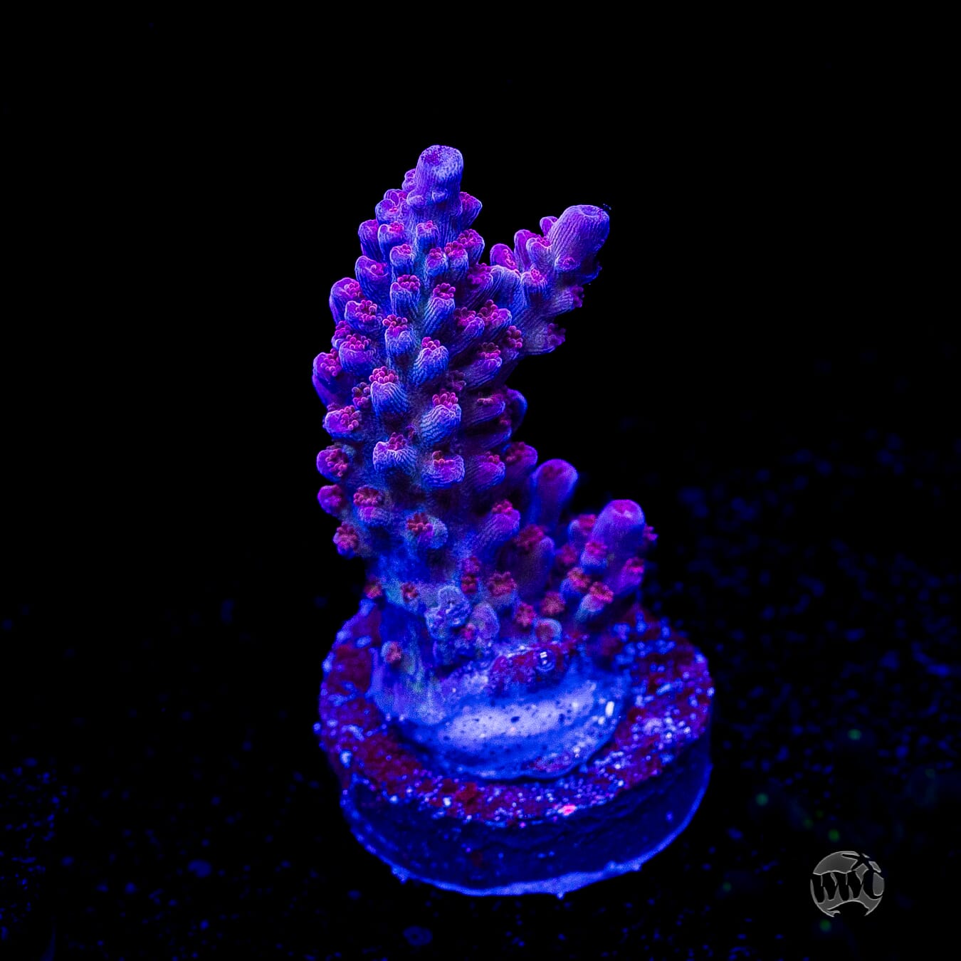WWC Dreamweaver Acropora