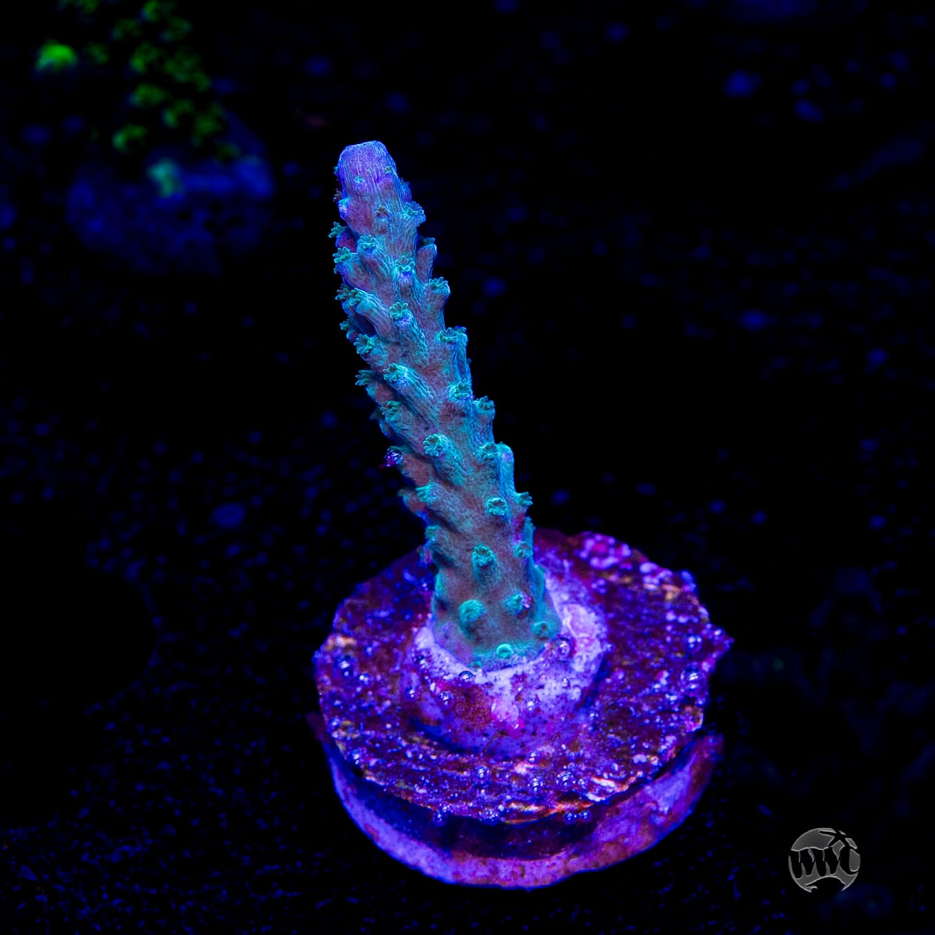 WWC Green Lightning Stag Acropora