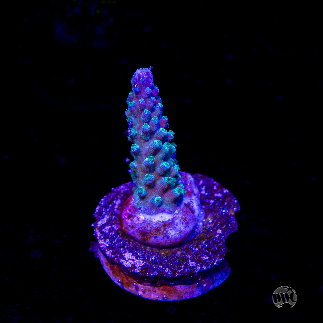 WWC Green Lightning Stag Acropora