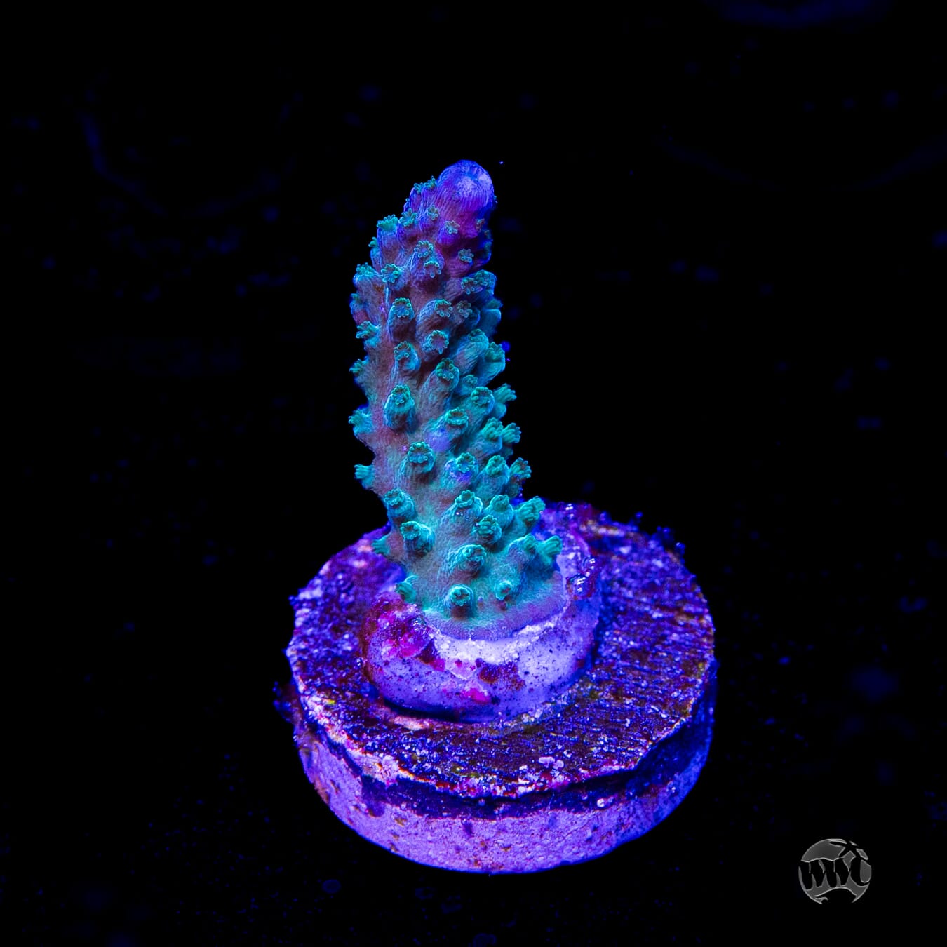 WWC Green Lightning Stag Acropora