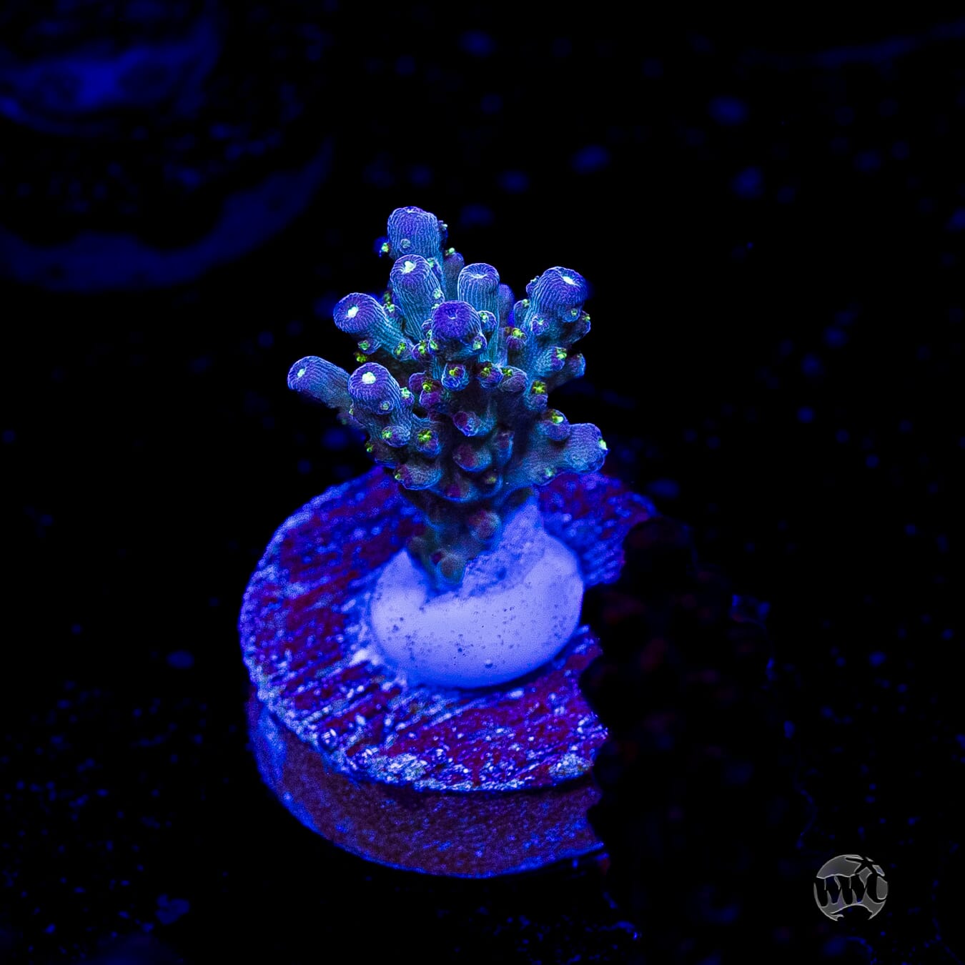 WWC Aussie Special Acropora