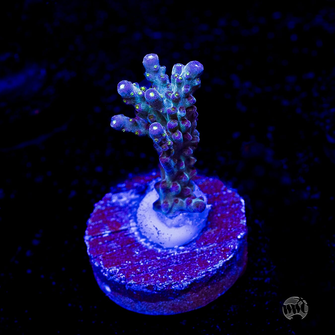 WWC Aussie Special Acropora