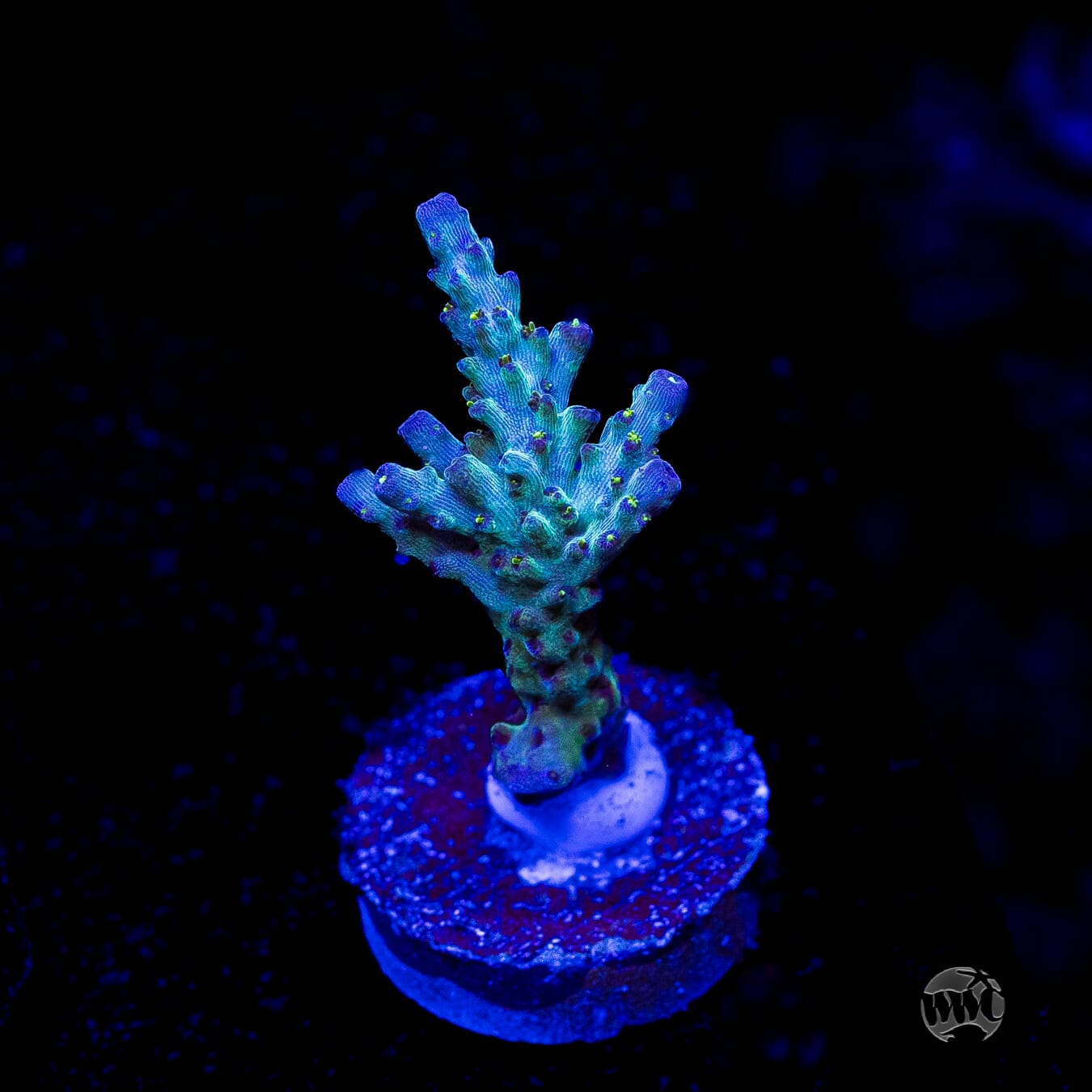 WWC Aussie Special Acropora