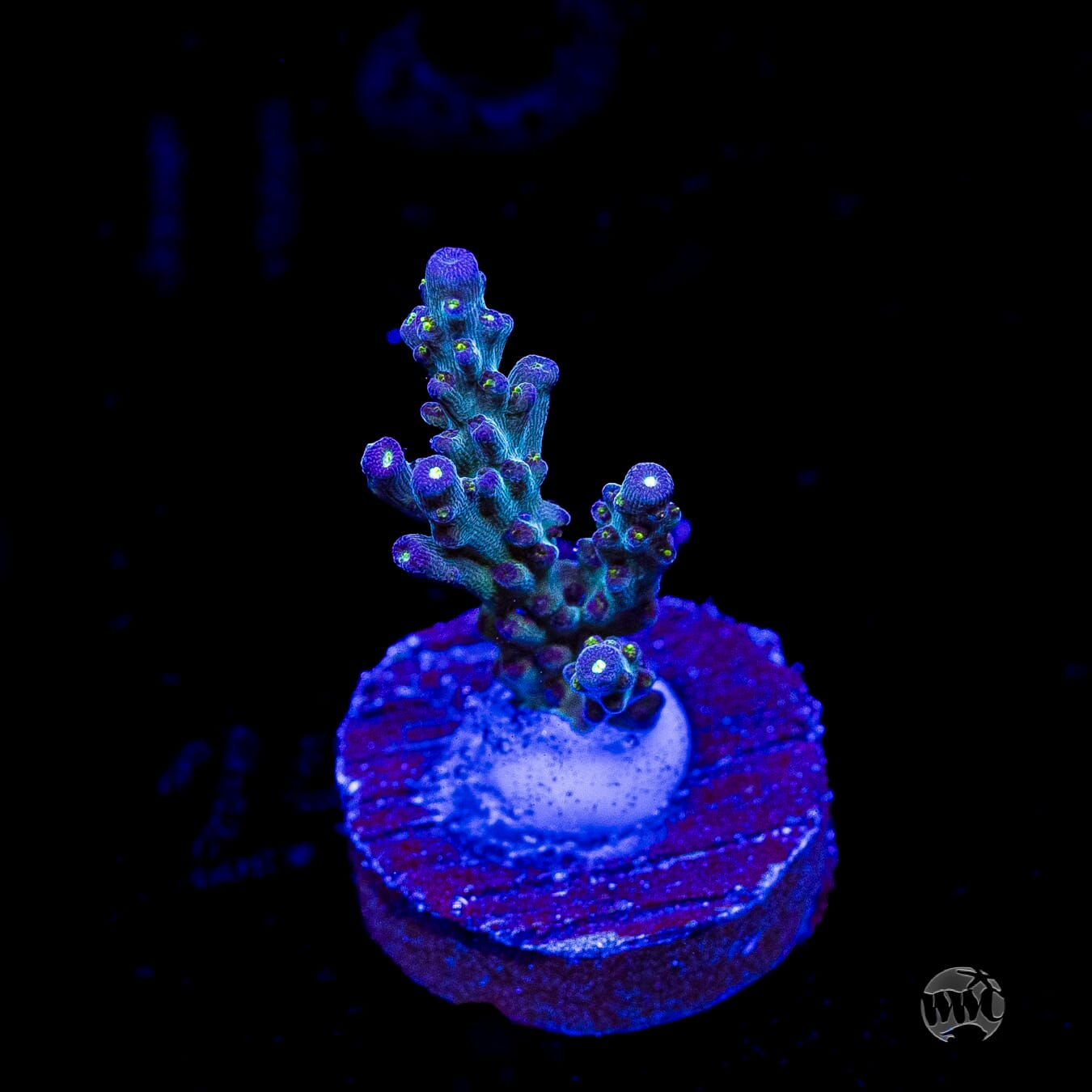 WWC Aussie Special Acropora