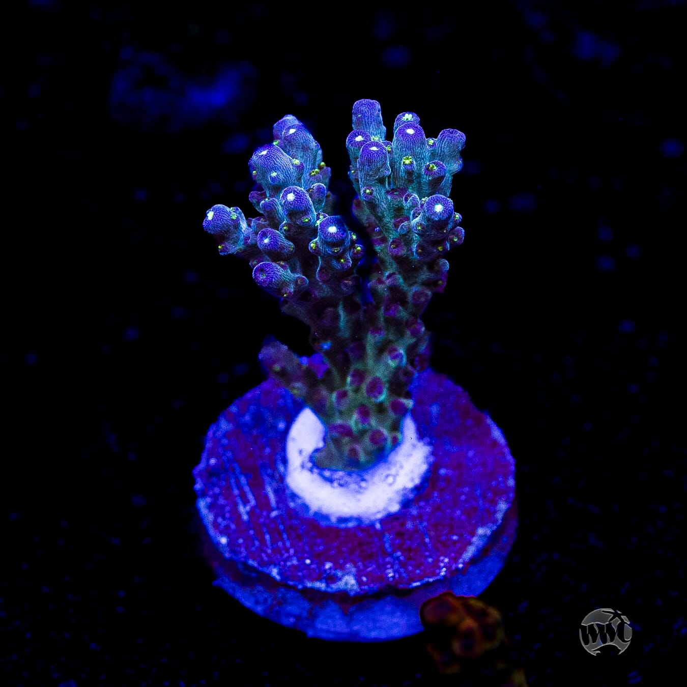 WWC Aussie Special Acropora