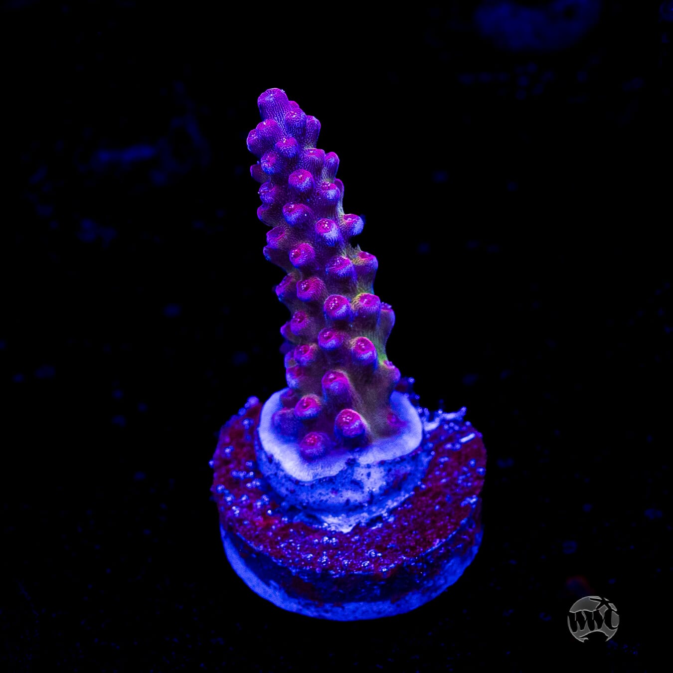 Bali Shortcake Acropora