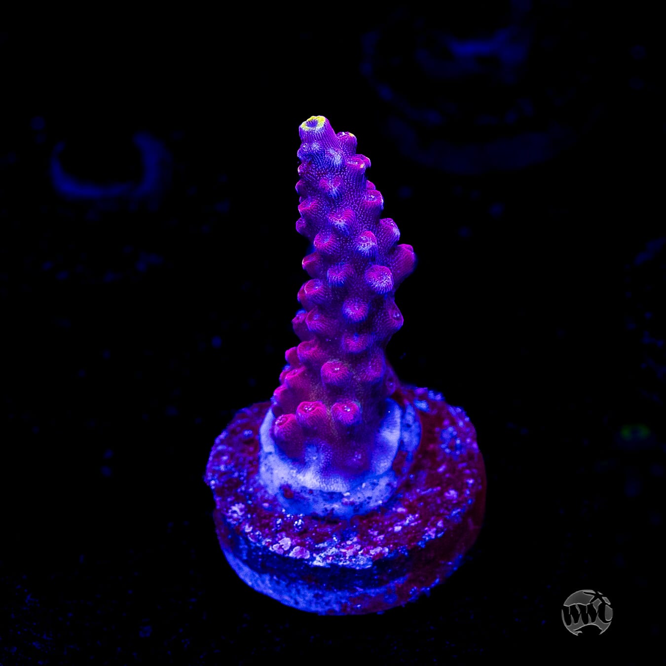 Bali Shortcake Acropora