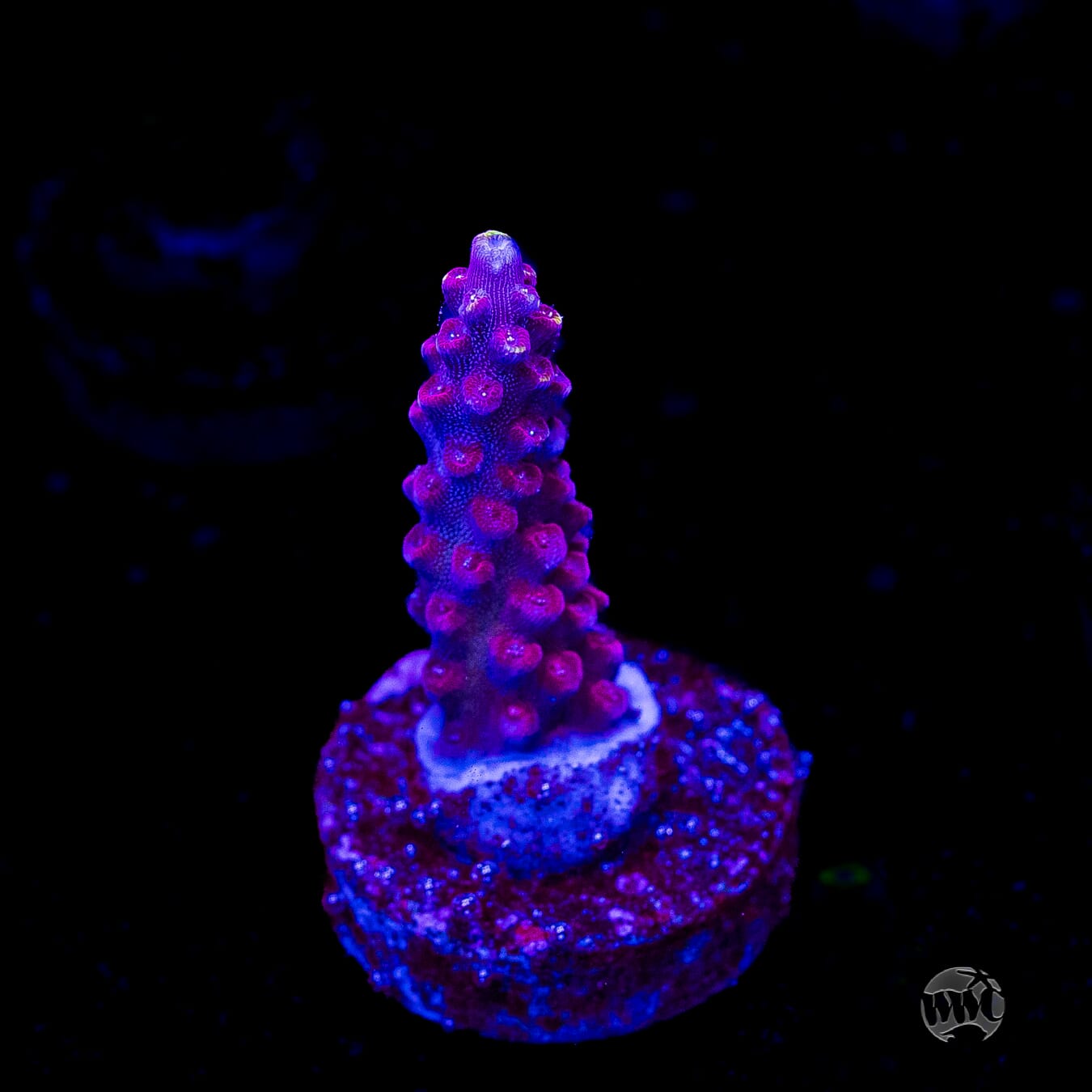 Bali Shortcake Acropora