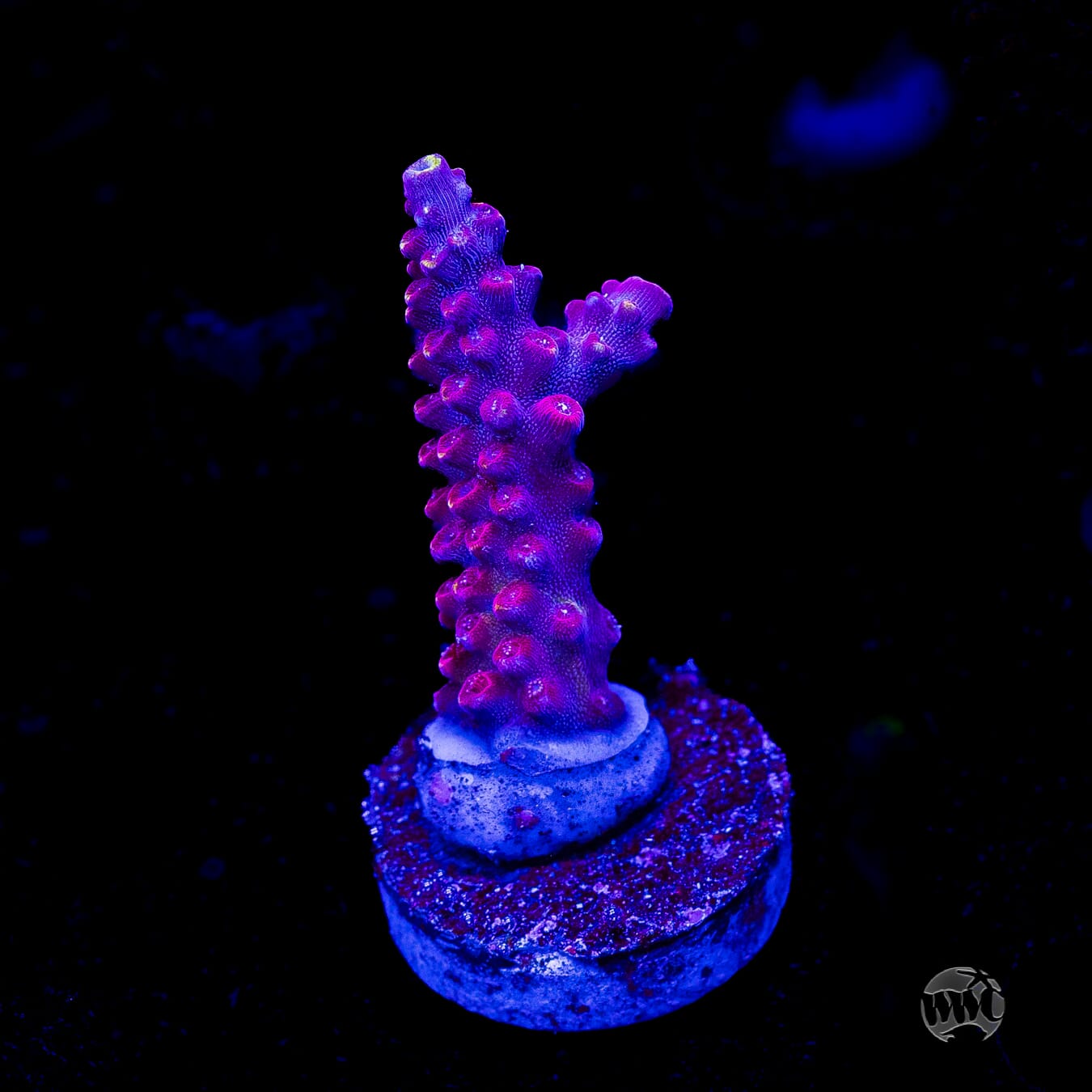 Bali Shortcake Acropora