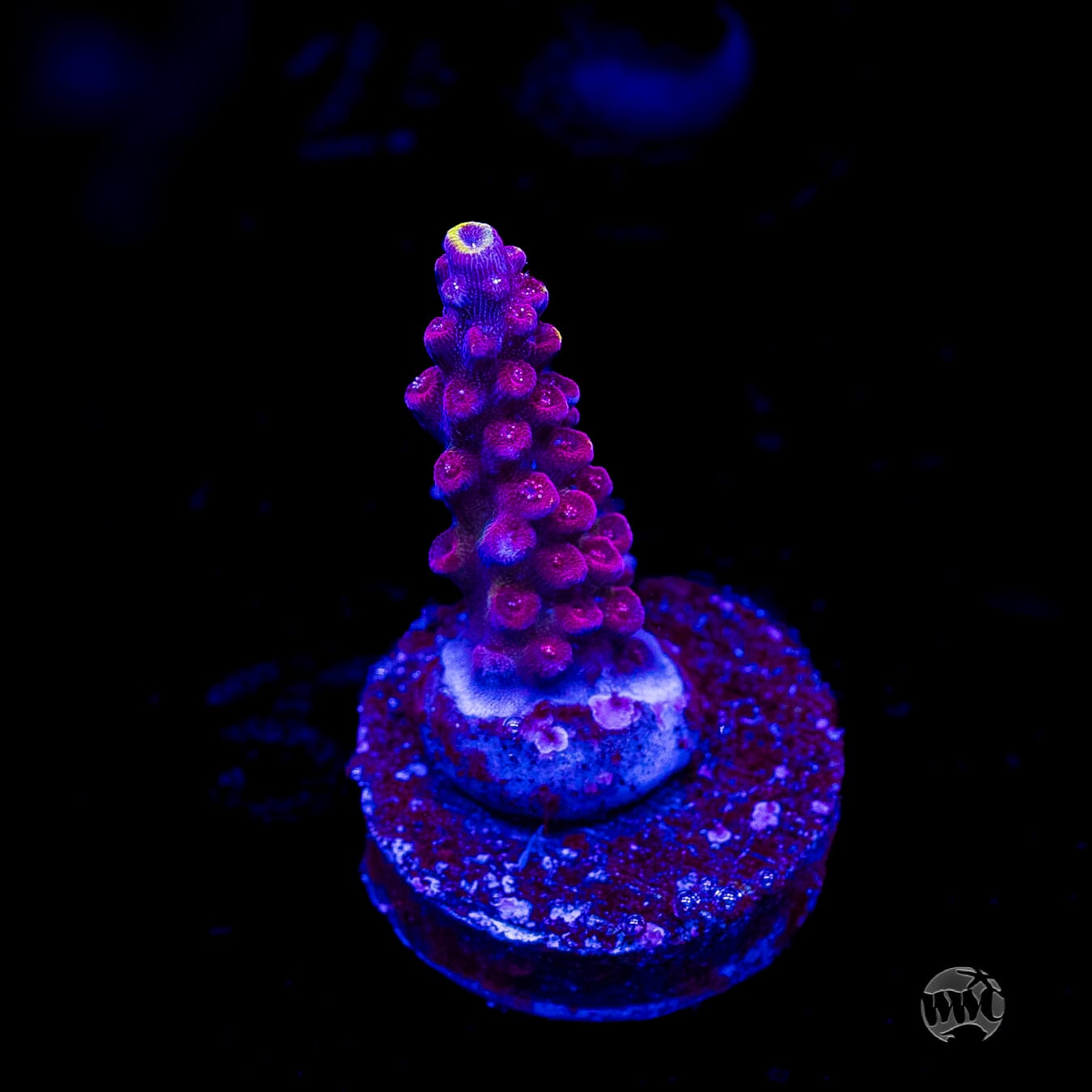 Bali Shortcake Acropora