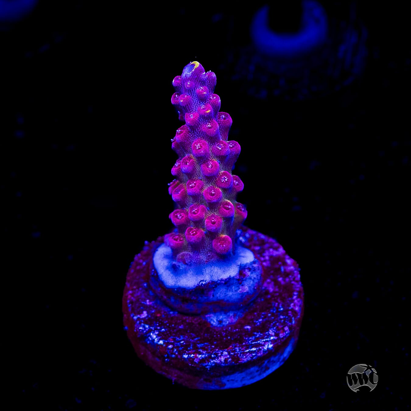Bali Shortcake Acropora