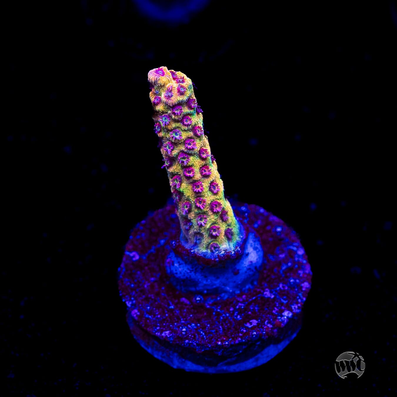 Tyree Pink Lemonade Acropora