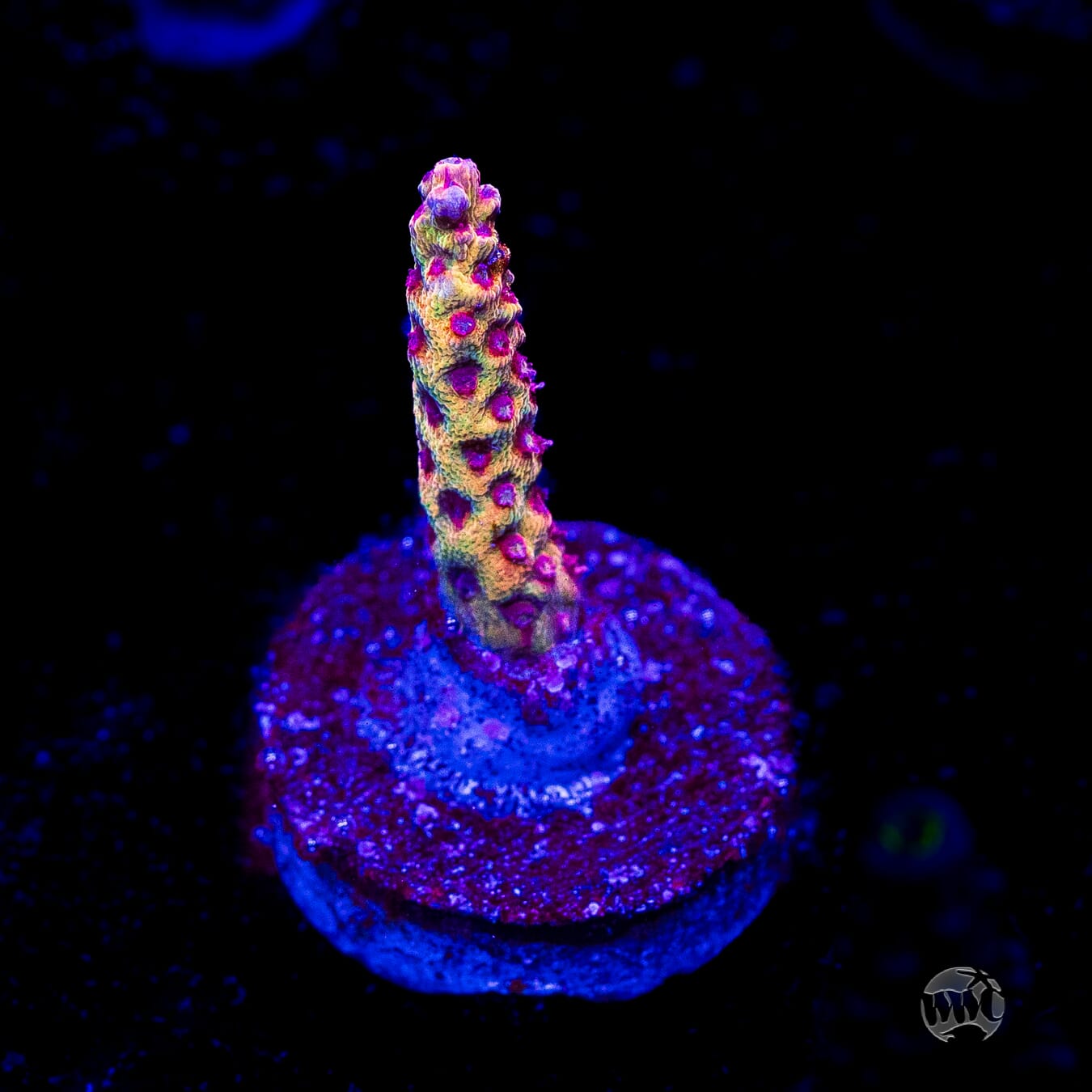 Tyree Pink Lemonade Acropora