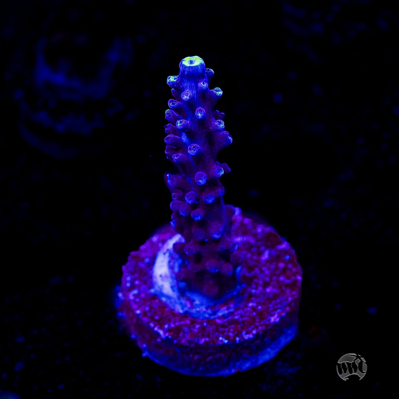 Ultimate Stag Acropora