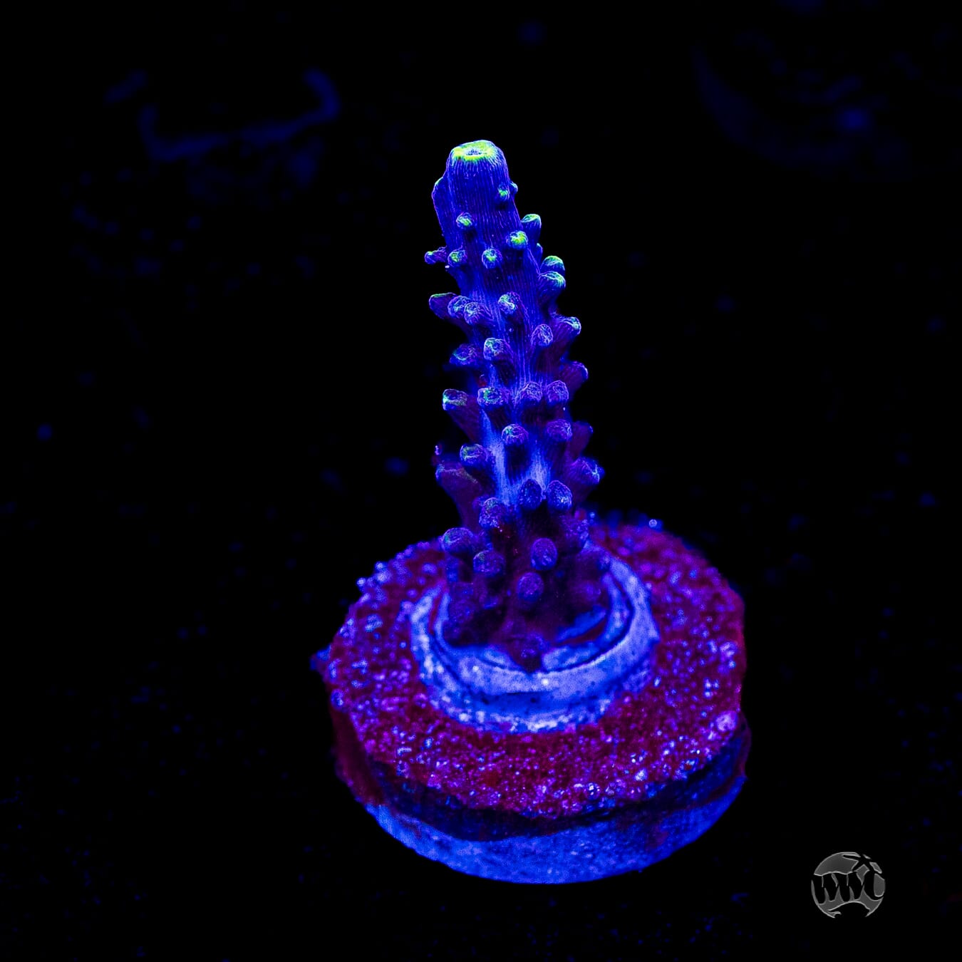 Ultimate Stag Acropora