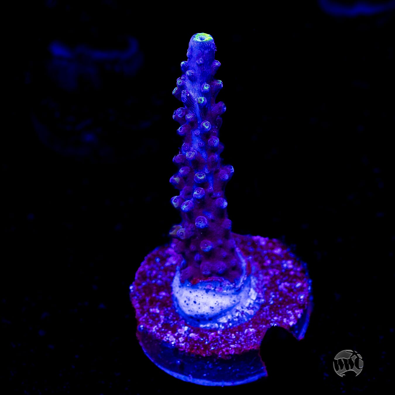 Ultimate Stag Acropora