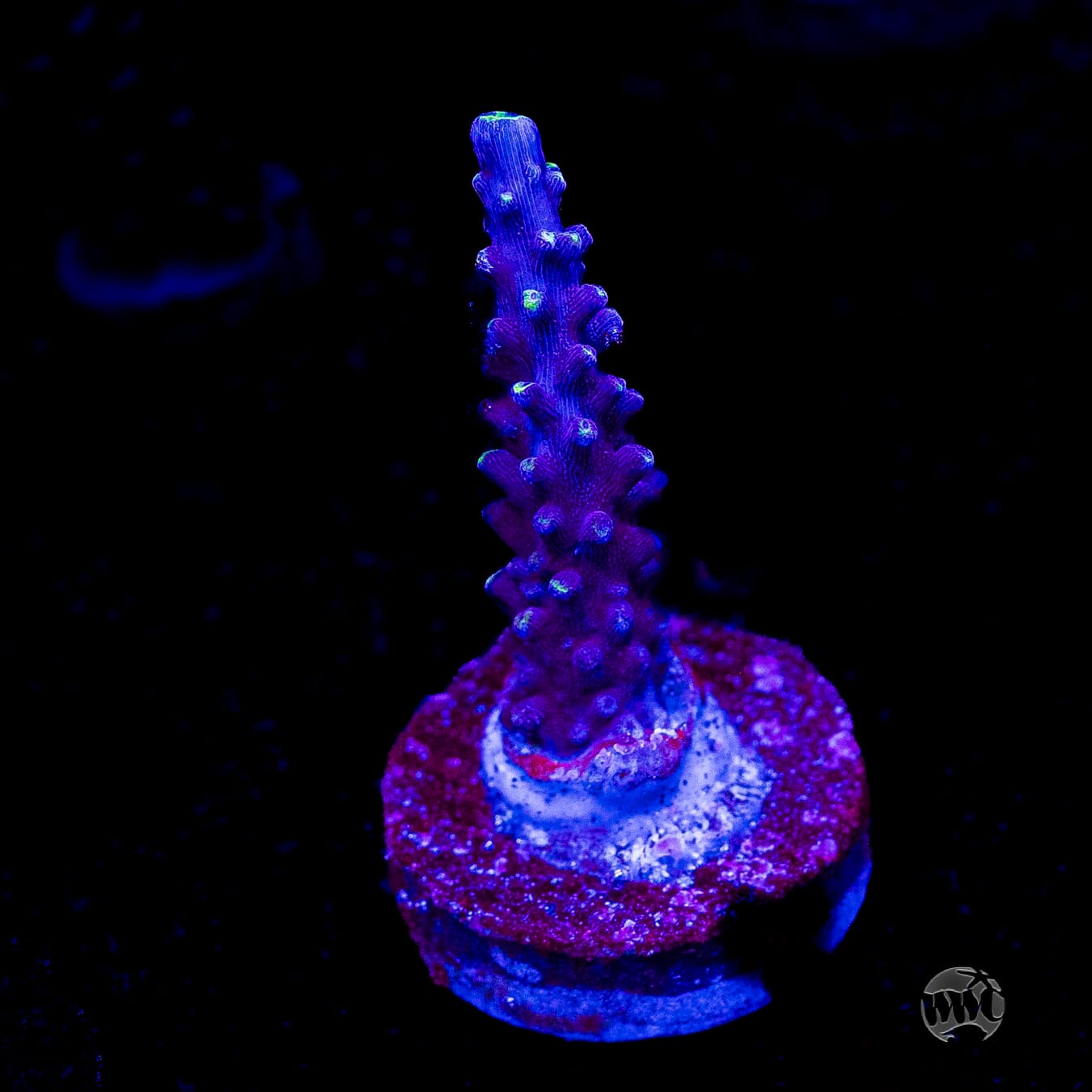 Ultimate Stag Acropora