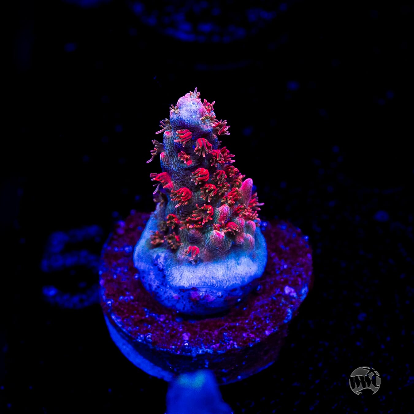 WWC Pantera Rosa Acropora