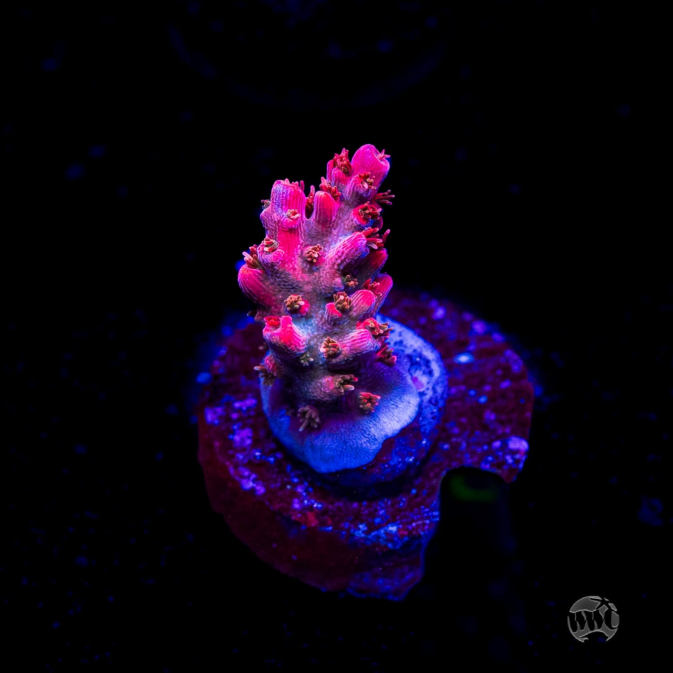 WWC Pantera Rosa Acropora