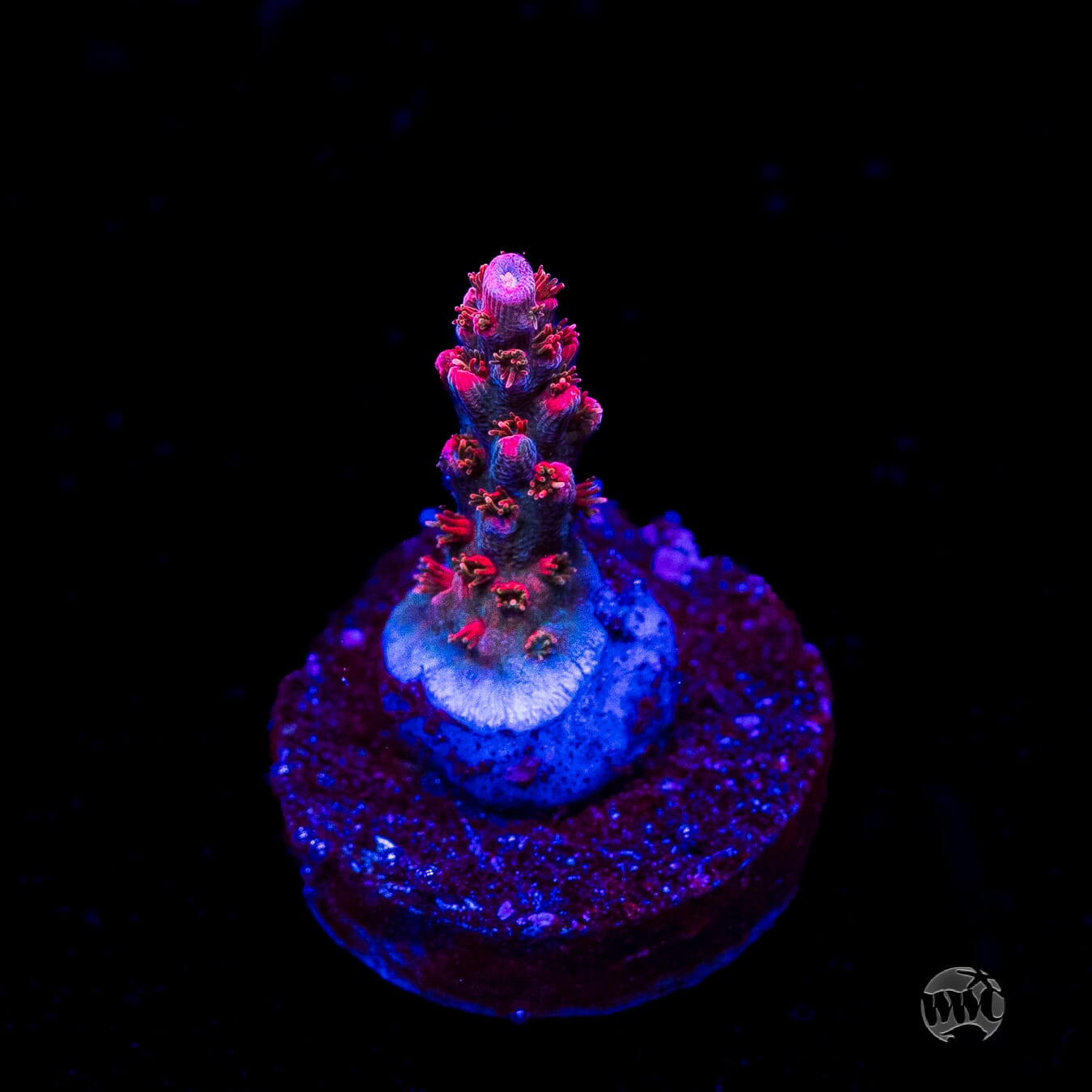 WWC Pantera Rosa Acropora