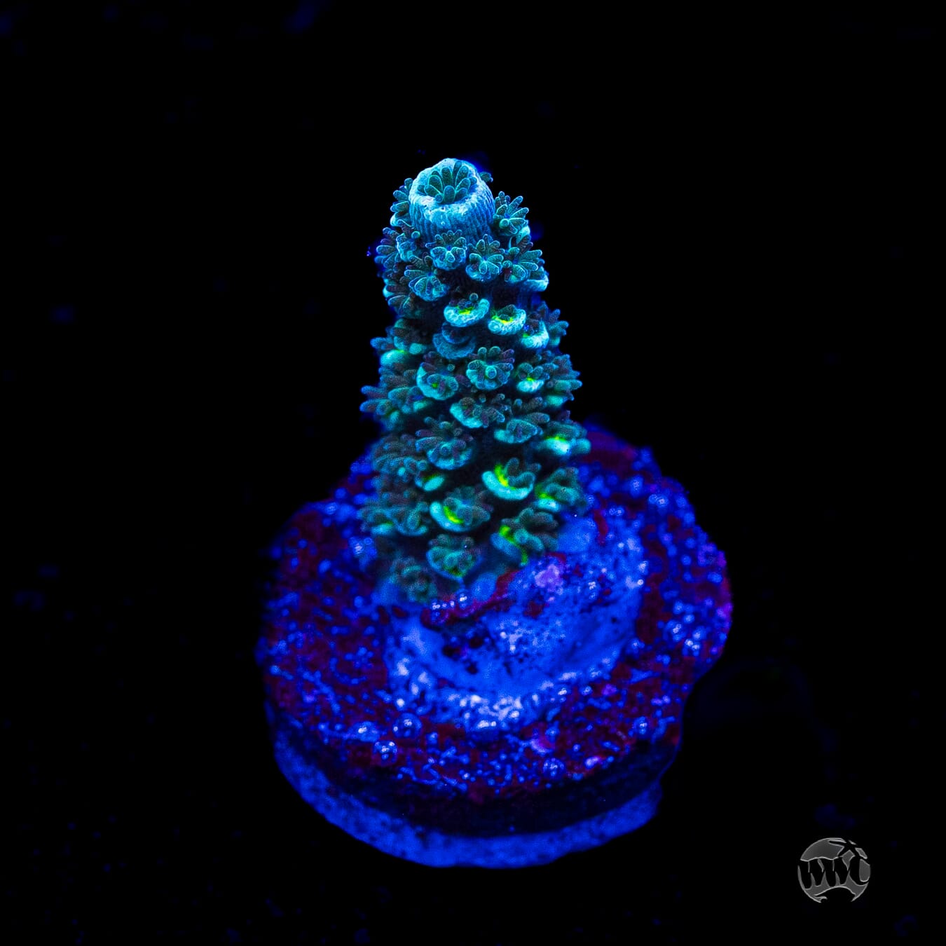 Man on the Moon Hoeksemai Acropora