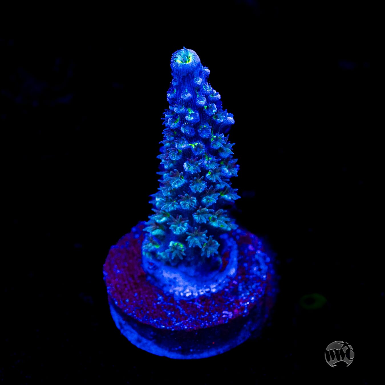 Man on the Moon Hoeksemai Acropora