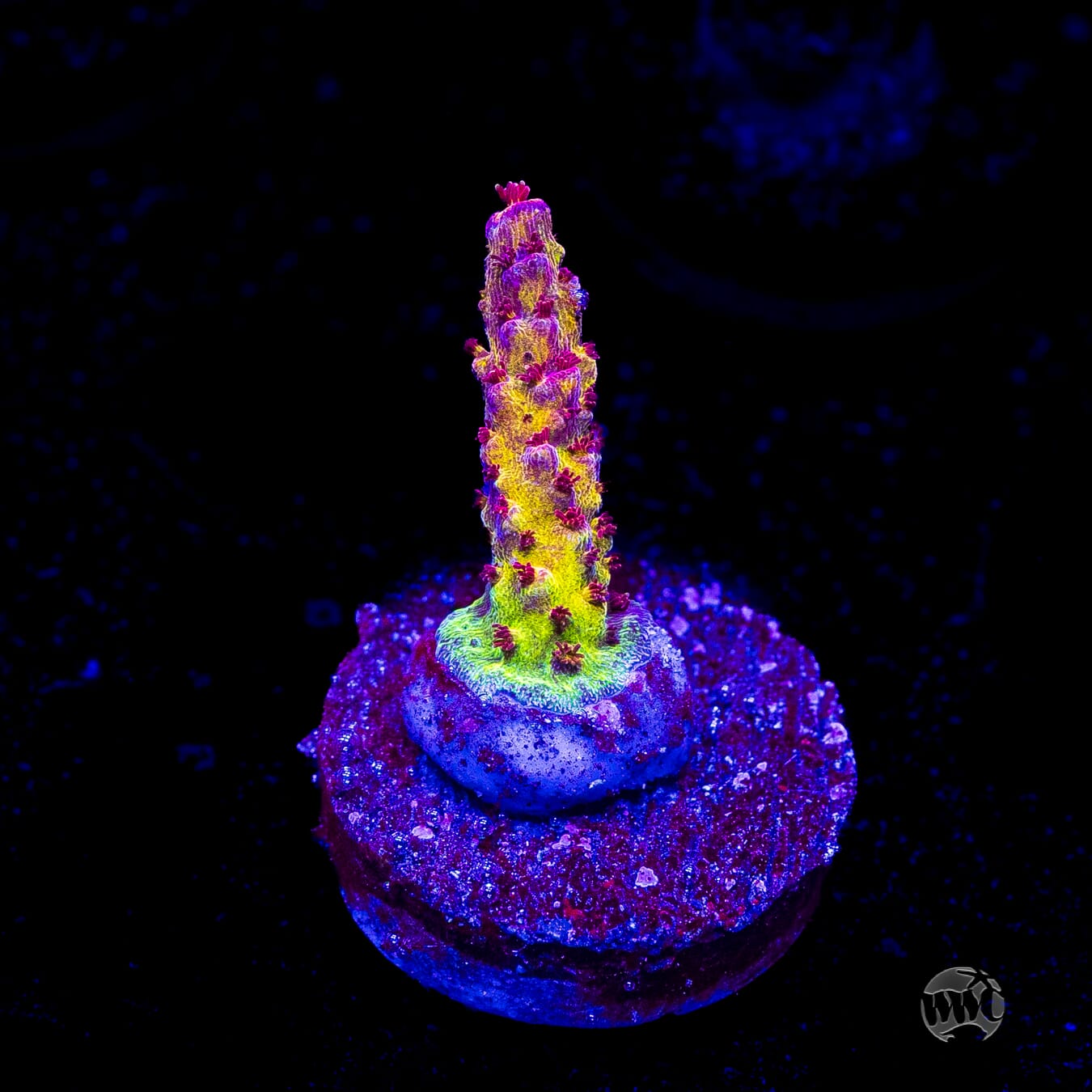 PC Rainbow Acropora