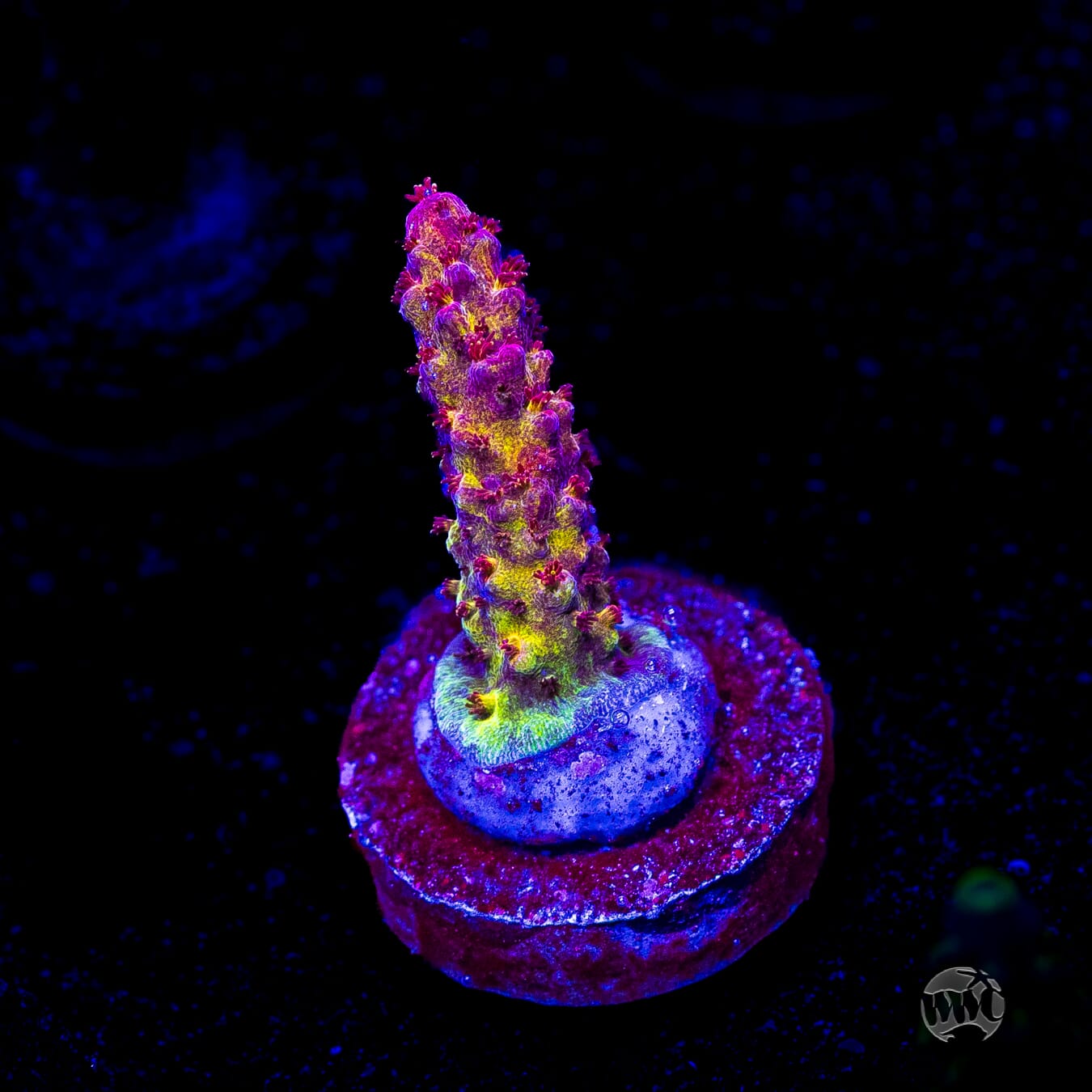 PC Rainbow Acropora