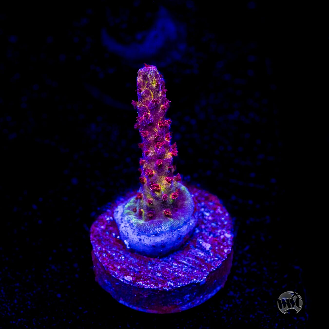 PC Rainbow Acropora