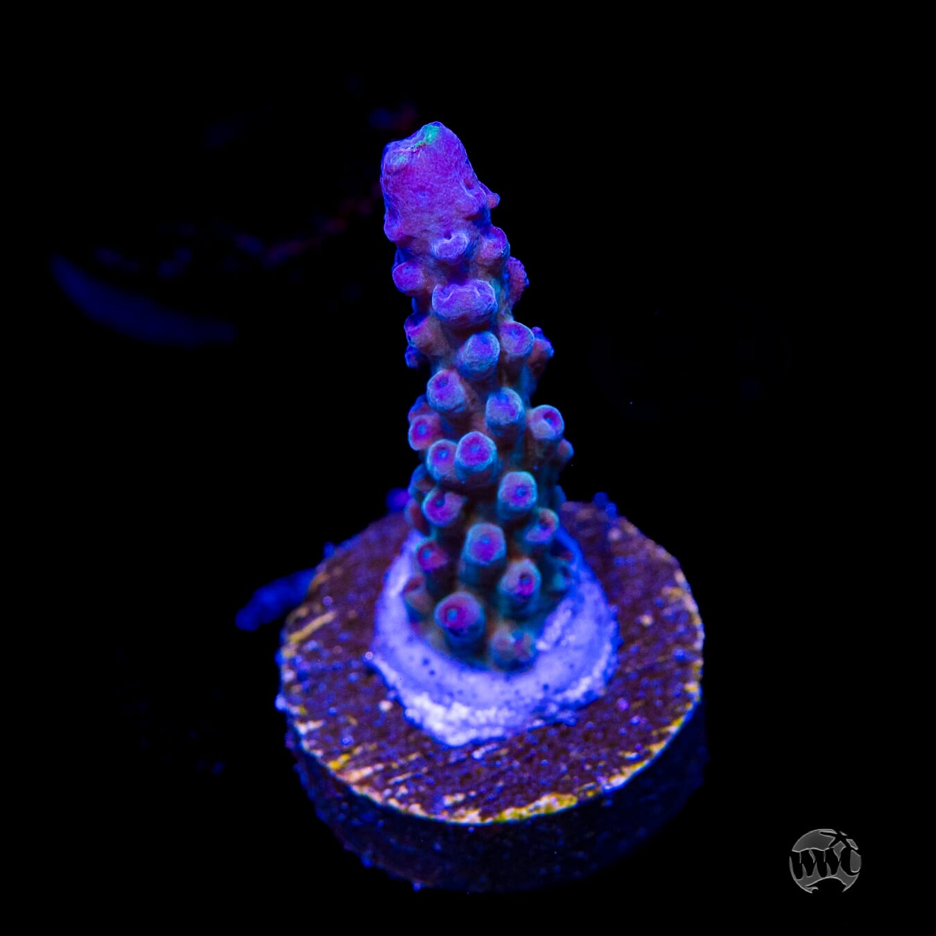 WWC Yellow Tips Austera Acropora
