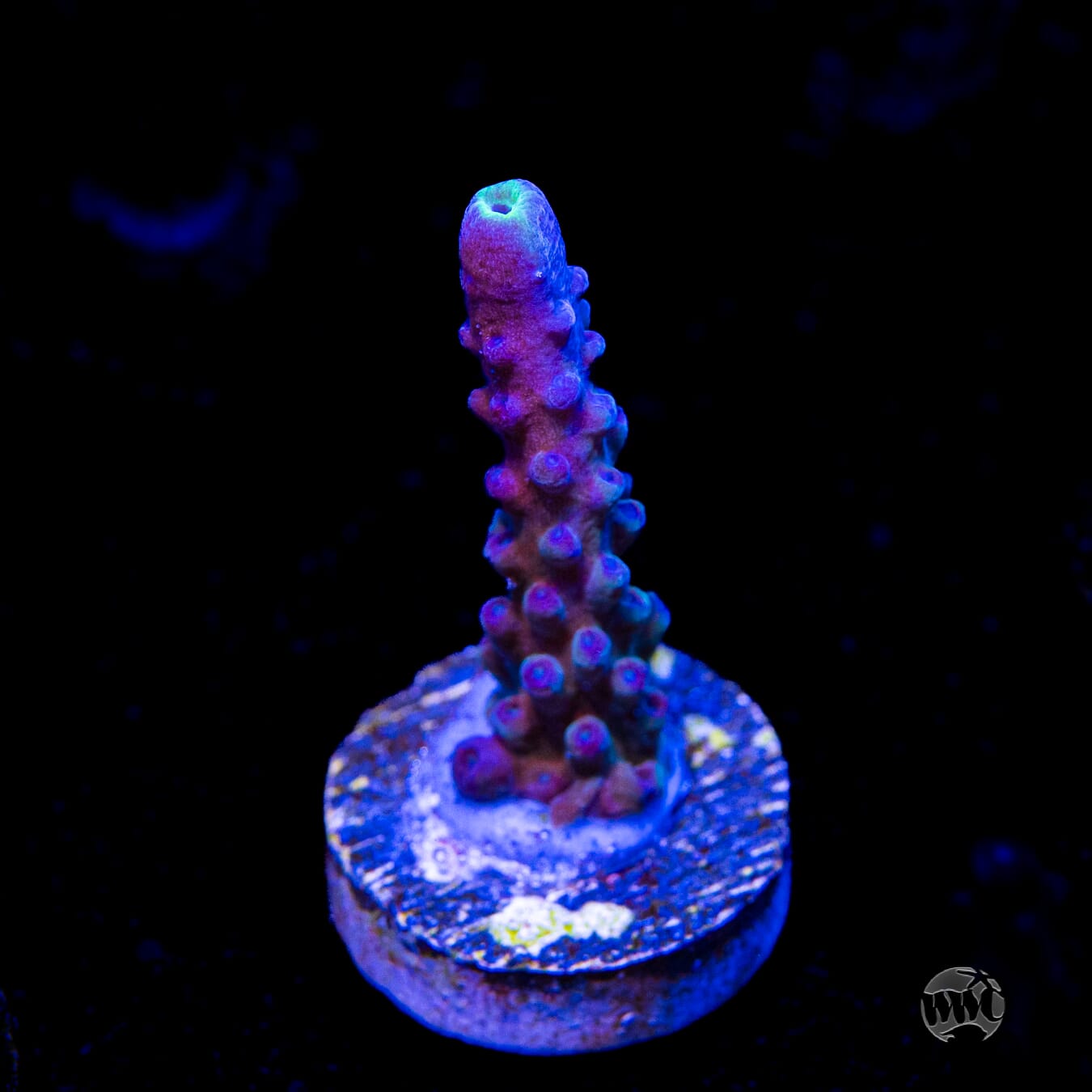 WWC Yellow Tips Austera Acropora