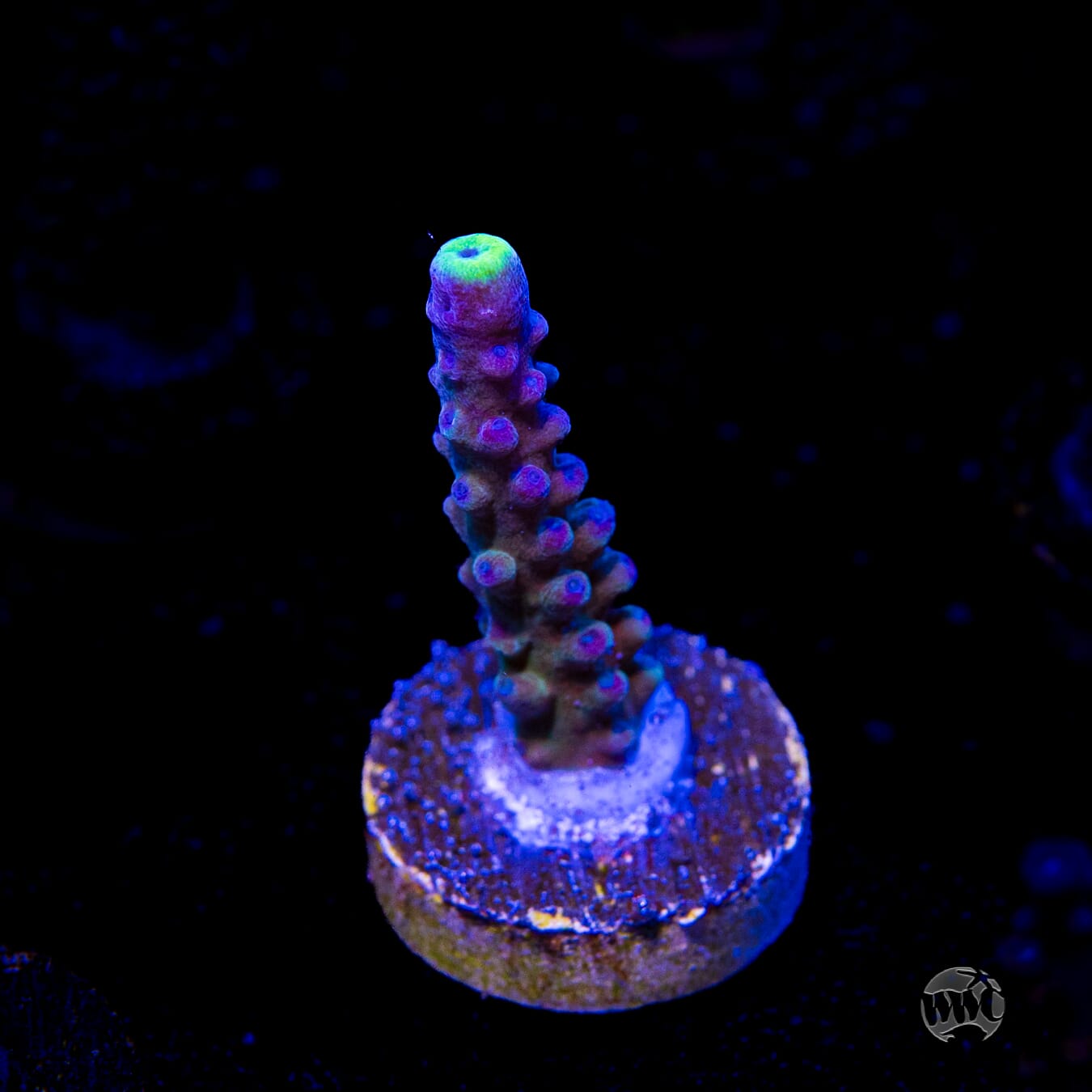 WWC Yellow Tips Austera Acropora