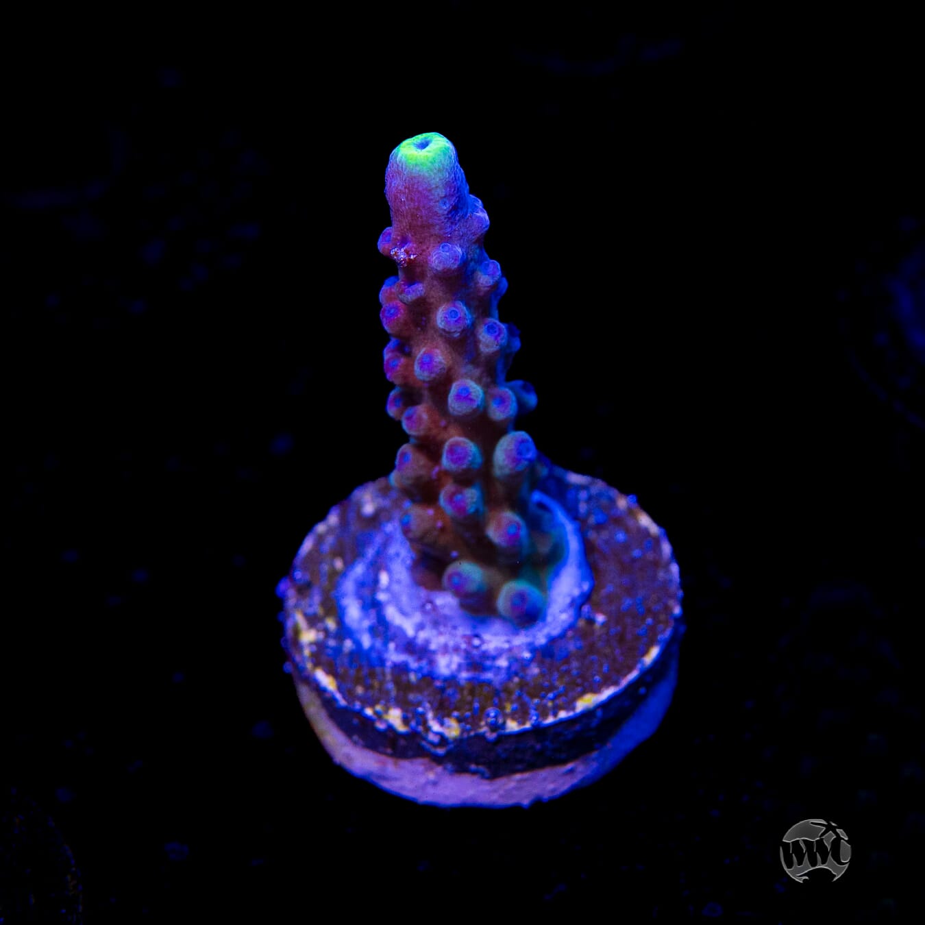 WWC Yellow Tips Austera Acropora